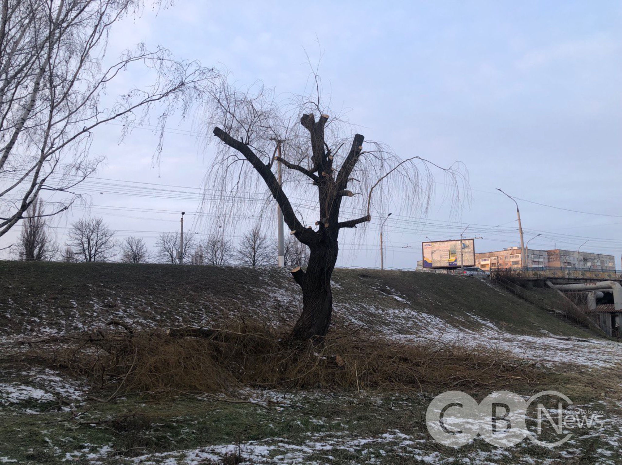 Верба біля Ковалівського мосту