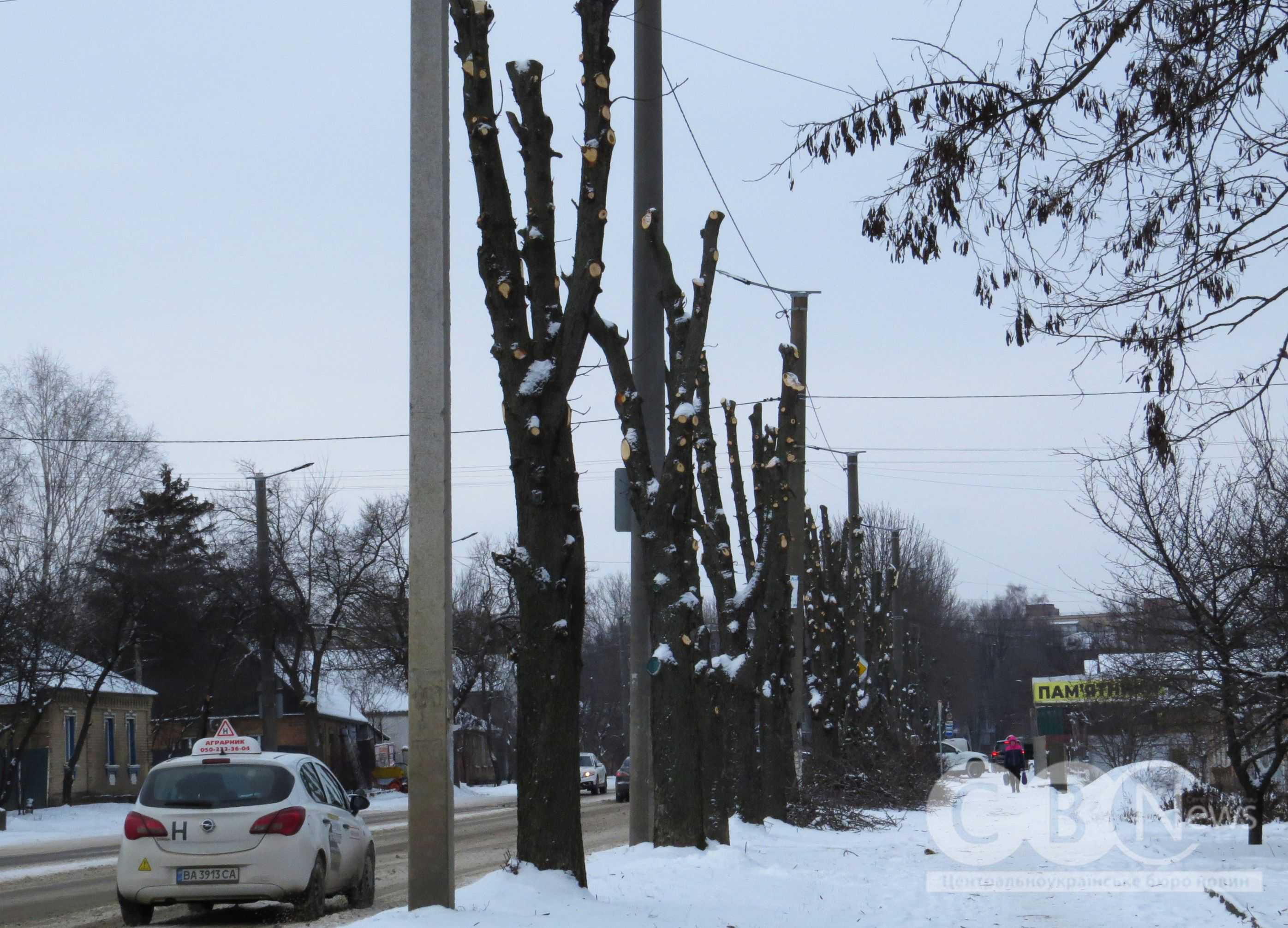 На Яновського в Кропивницькому обрізали дерева
