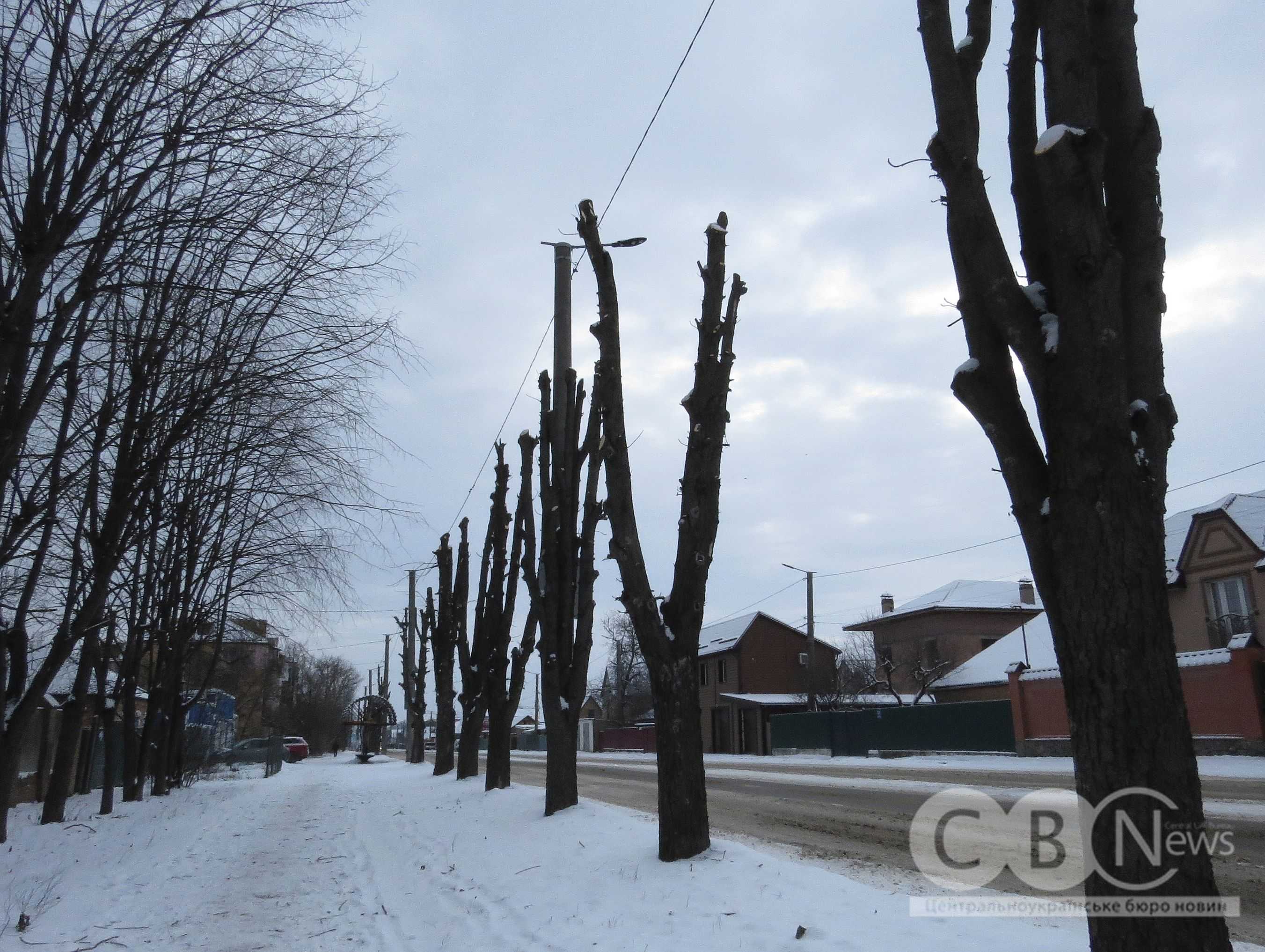 На Яновського в Кропивницькому обрізали дерева