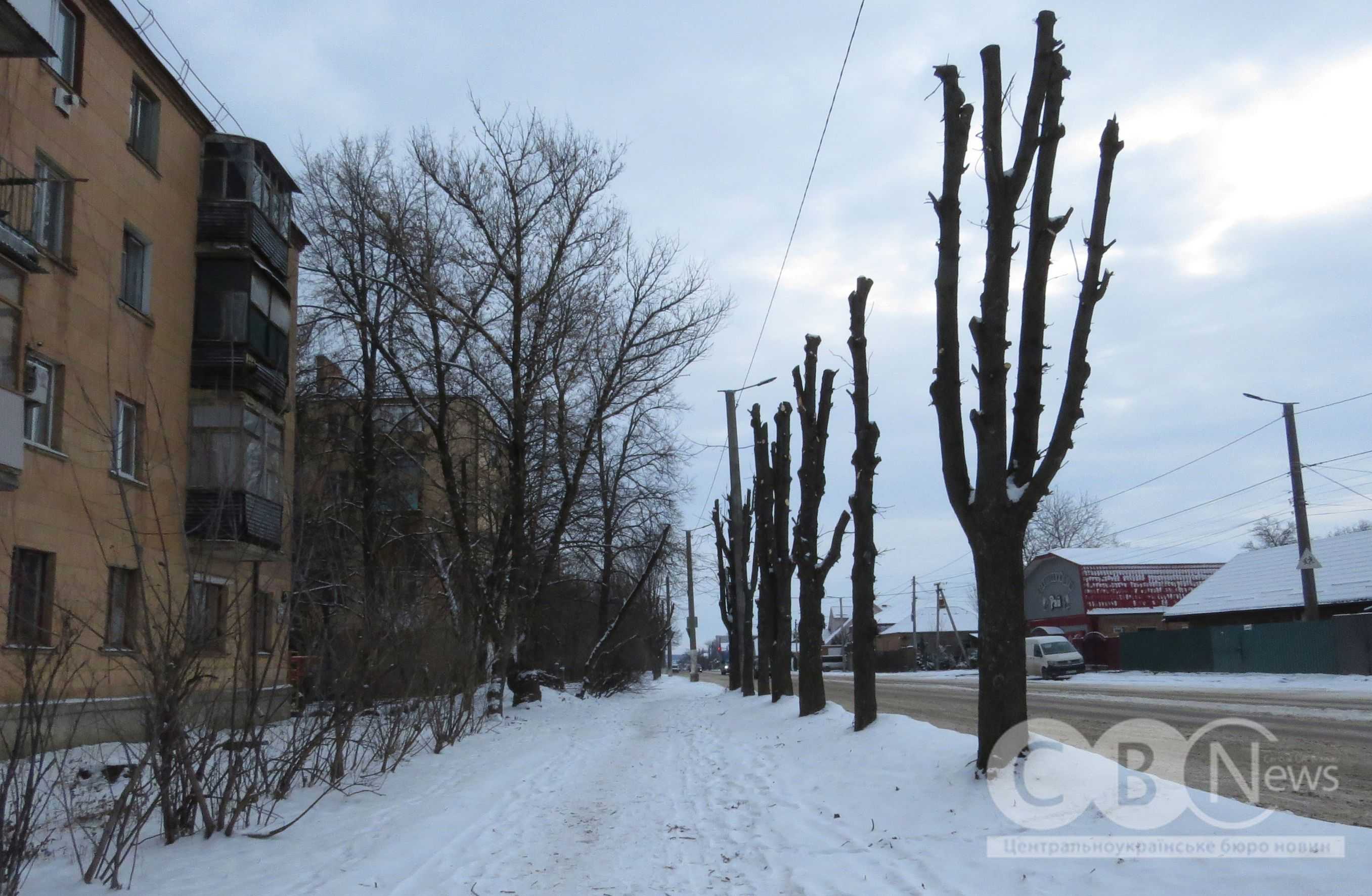 На Яновського в Кропивницькому обрізали дерева