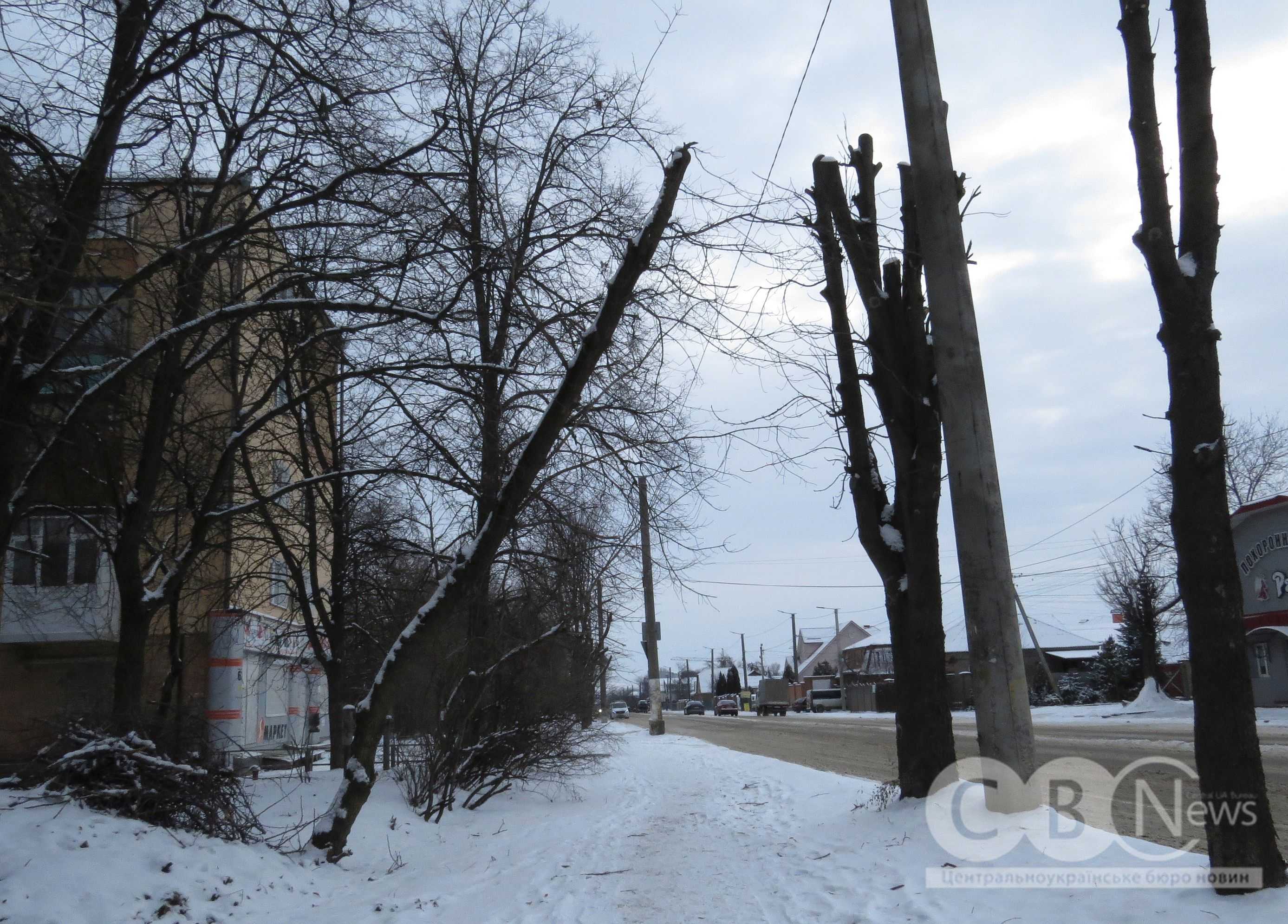 На Яновського в Кропивницькому обрізали дерева