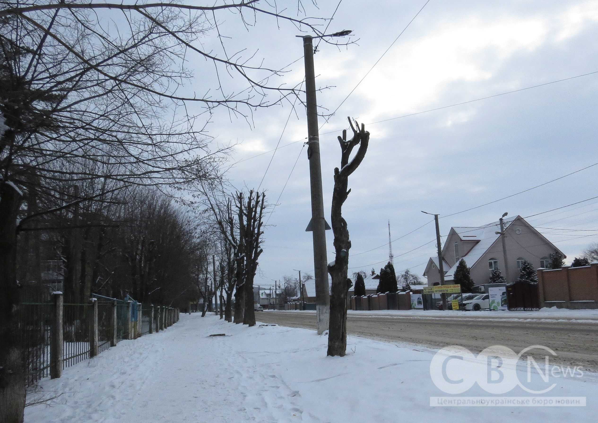 На Яновського в Кропивницькому обрізали дерева