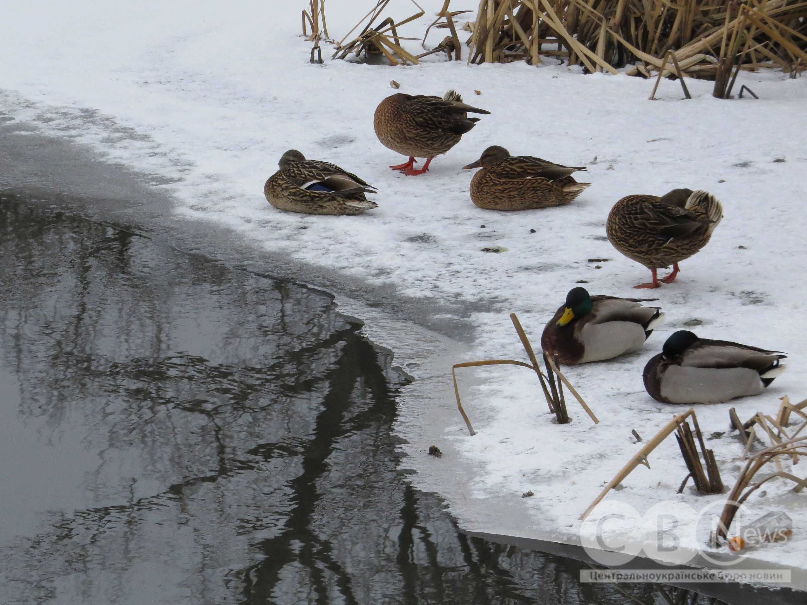 Качки відпочивають на березі засніженого Інгулу в Кропивницькому