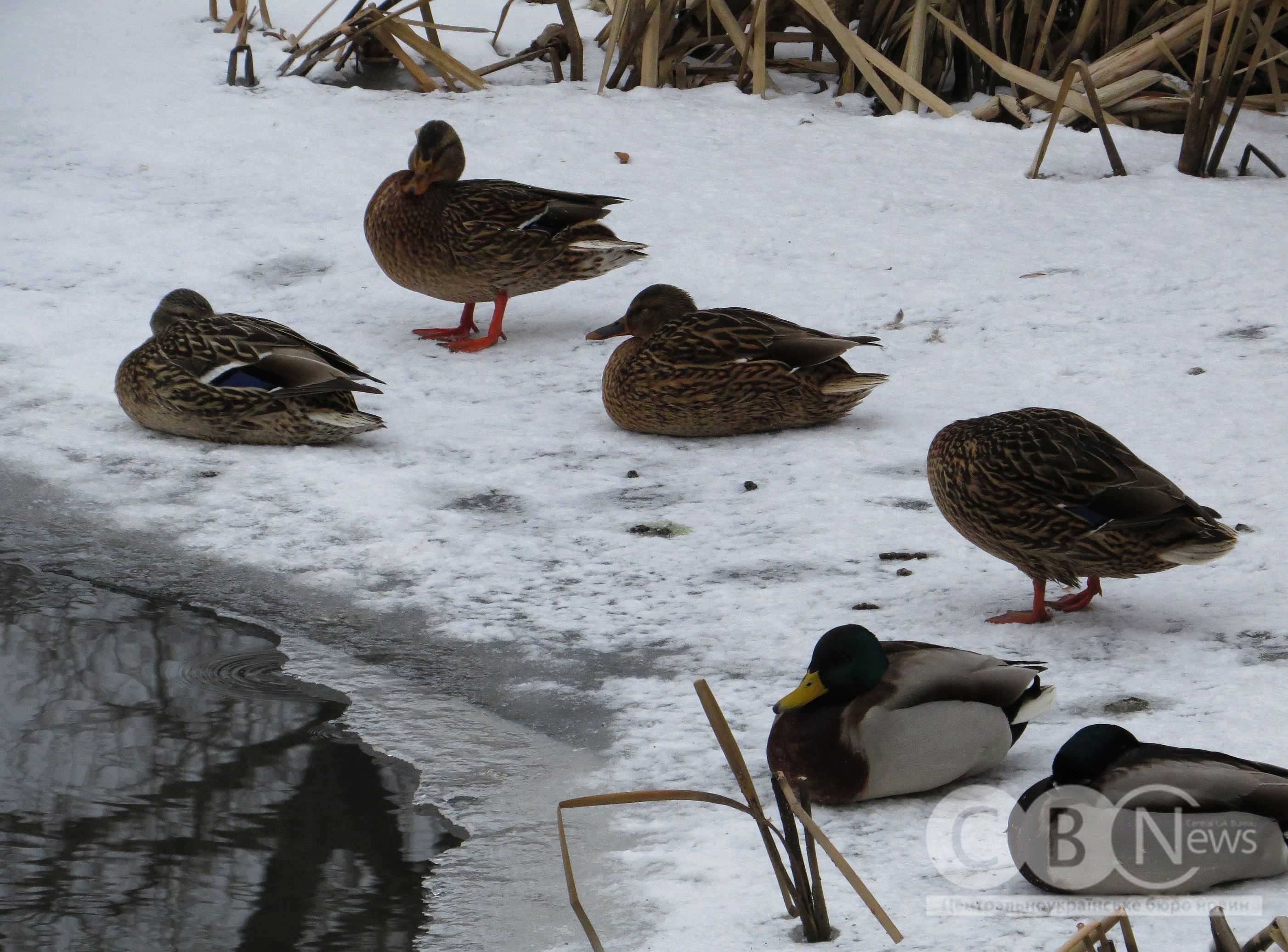 Качки відпочивають на березі засніженого Інгулу в Кропивницькому