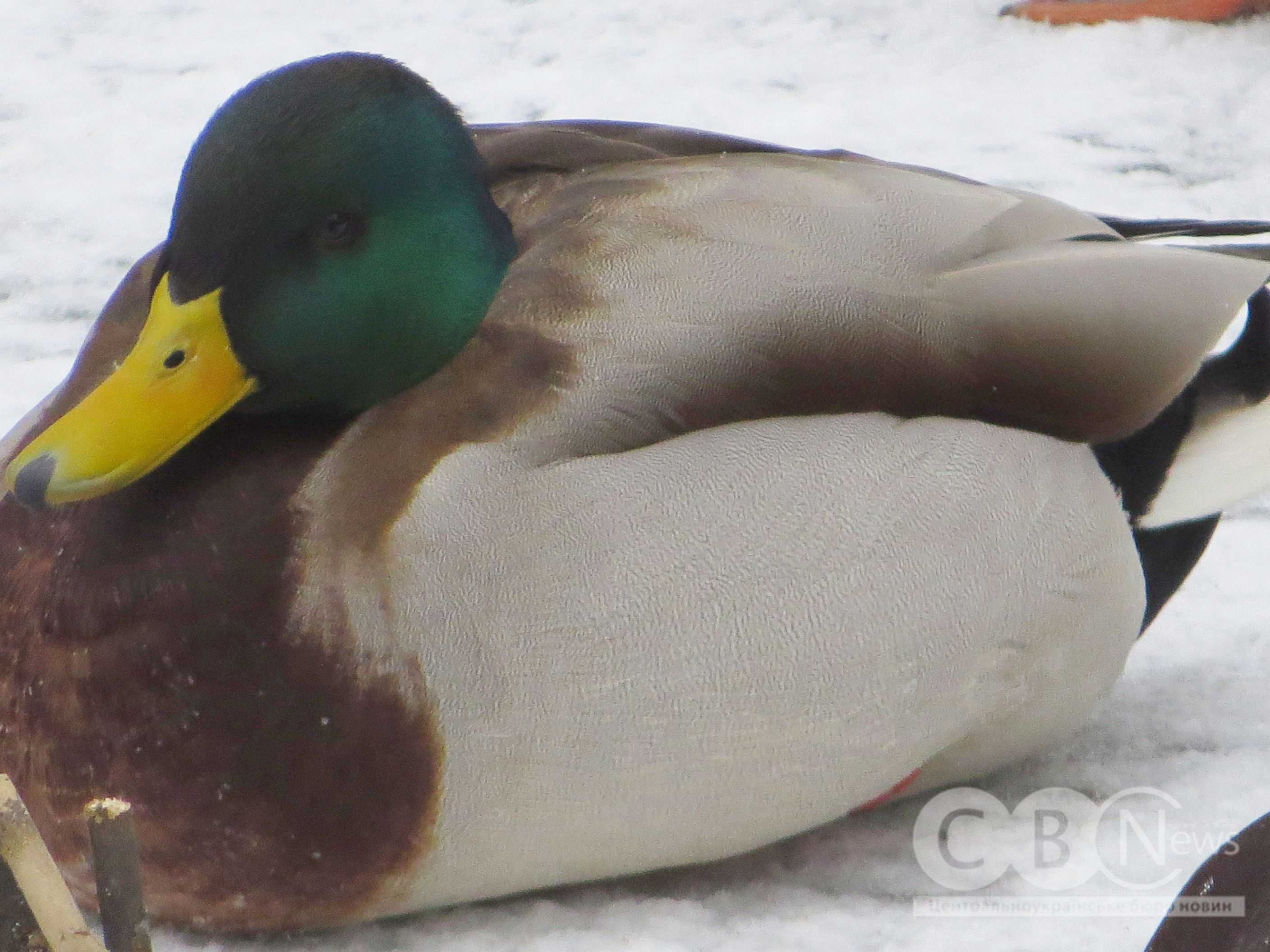 Качки відпочивають на березі засніженого Інгулу в Кропивницькому