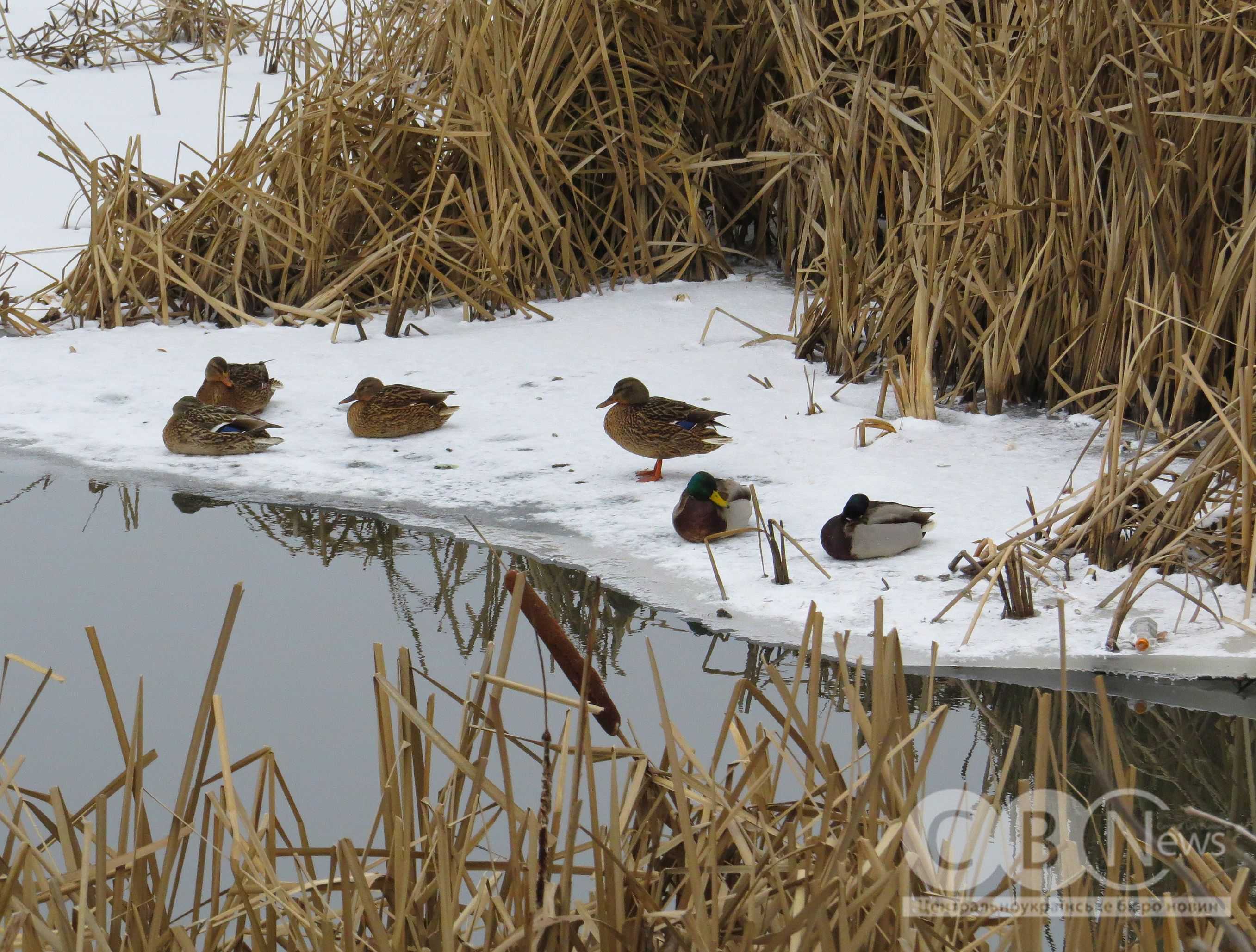 Качки відпочивають на березі засніженого Інгулу в Кропивницькому