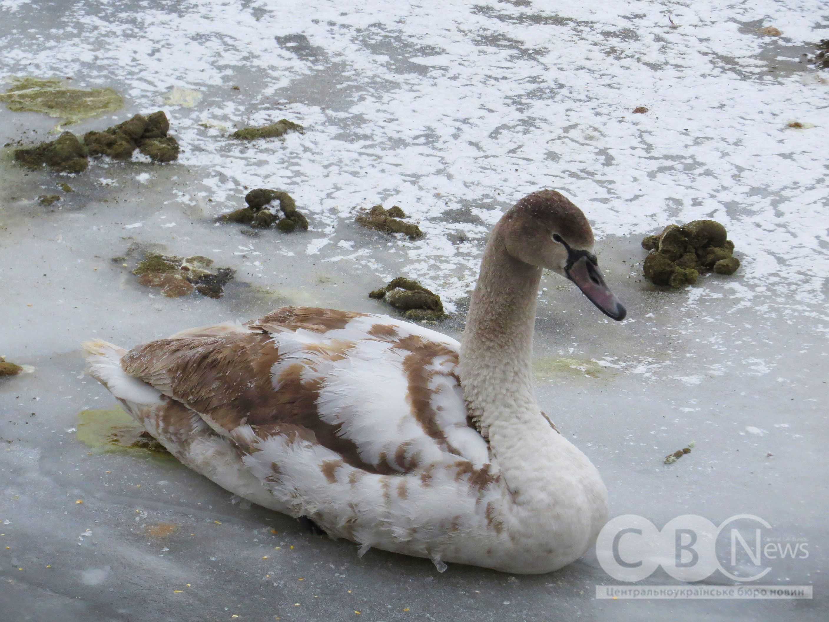 Качки відпочивають на березі засніженого Інгулу в Кропивницькому