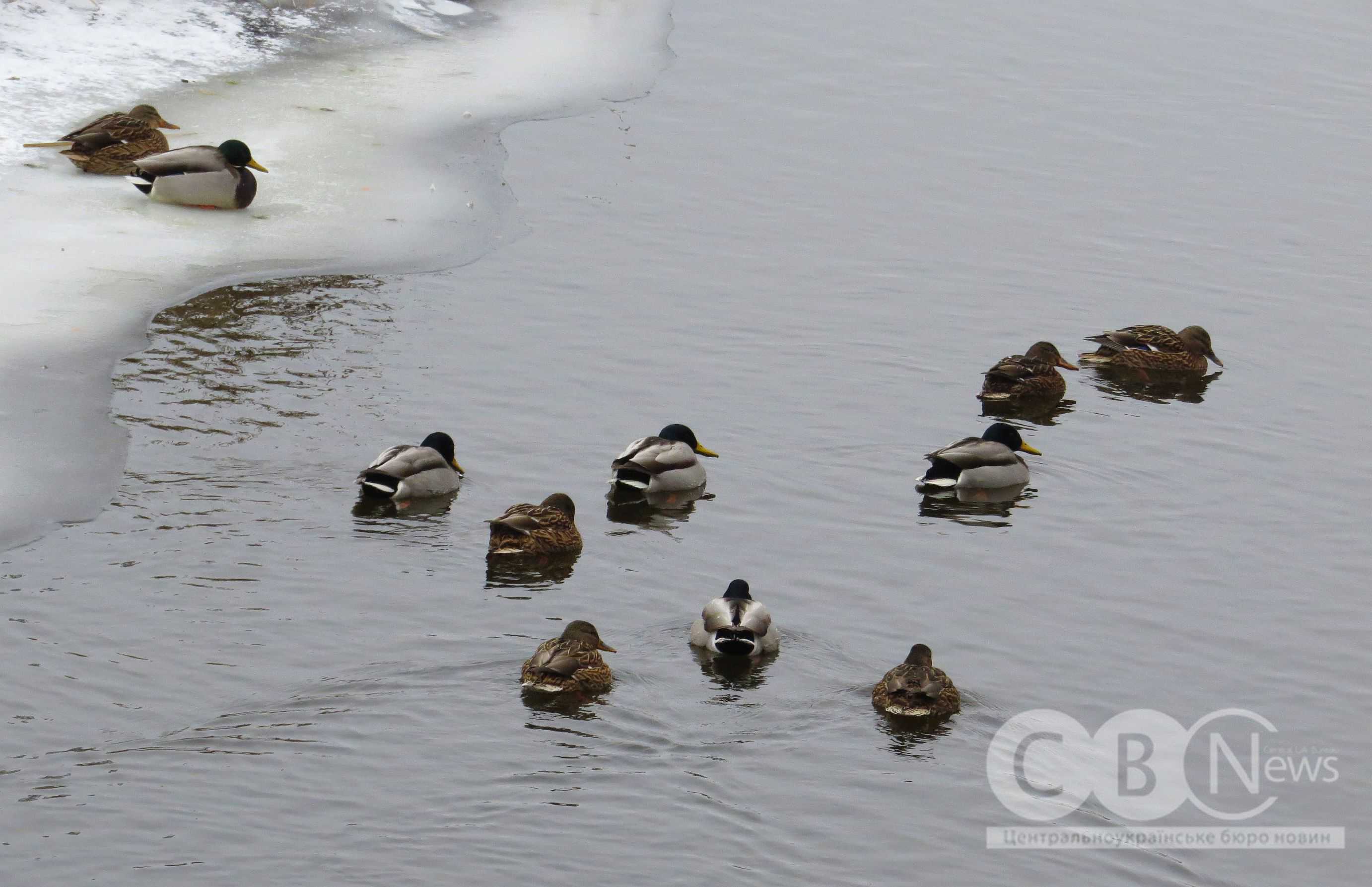 Качки відпочивають на березі засніженого Інгулу в Кропивницькому