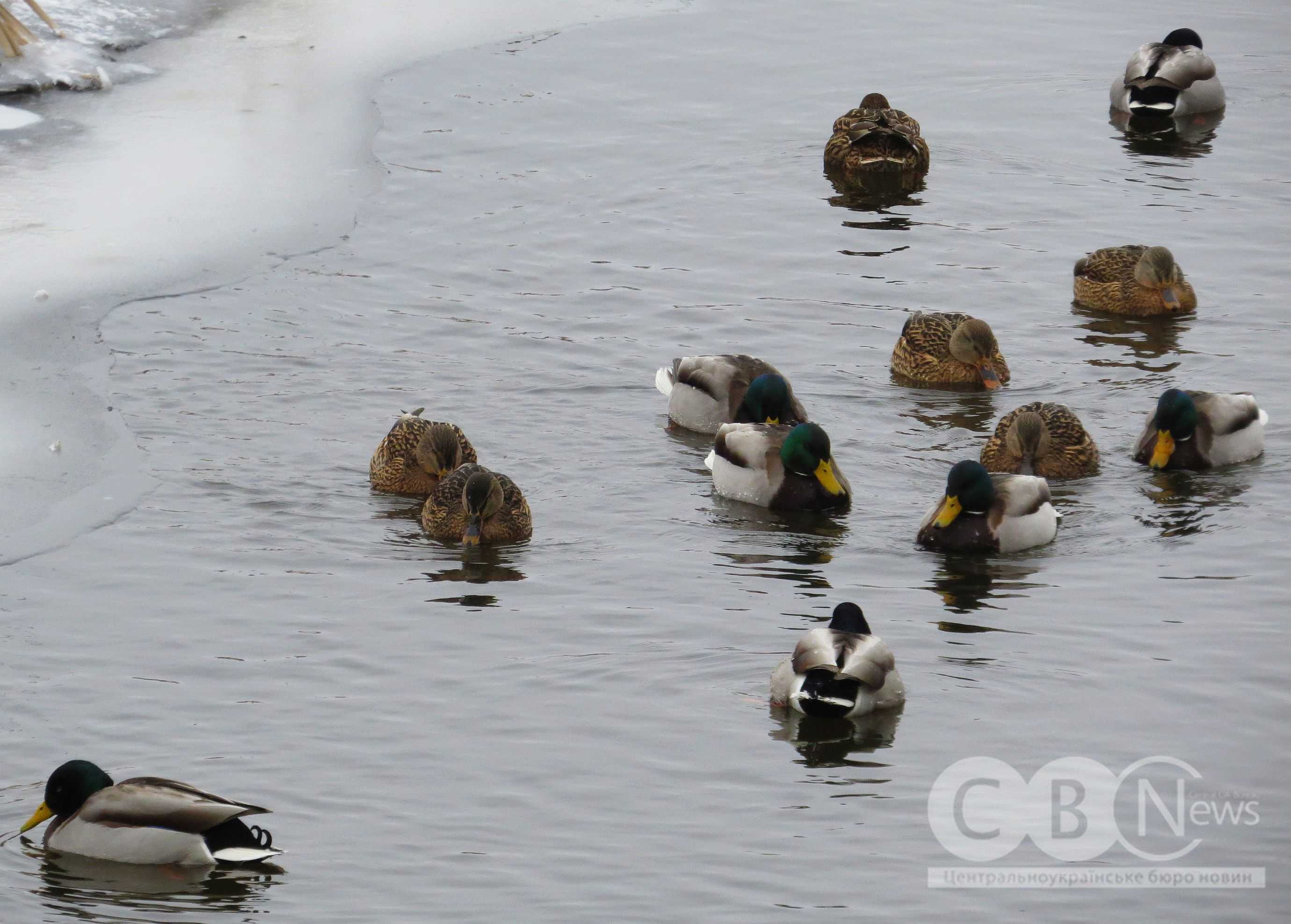 Качки відпочивають на березі засніженого Інгулу в Кропивницькому
