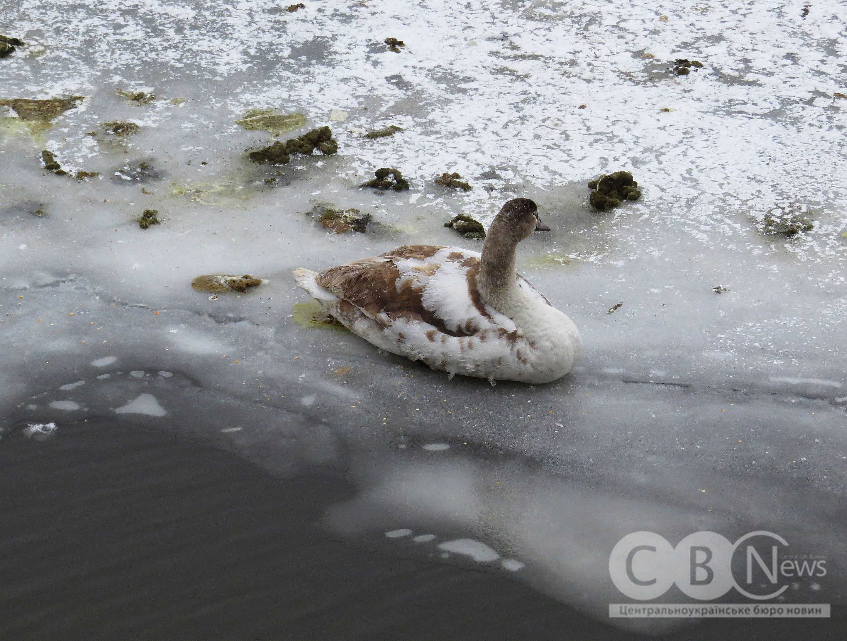 Качки відпочивають на березі засніженого Інгулу в Кропивницькому