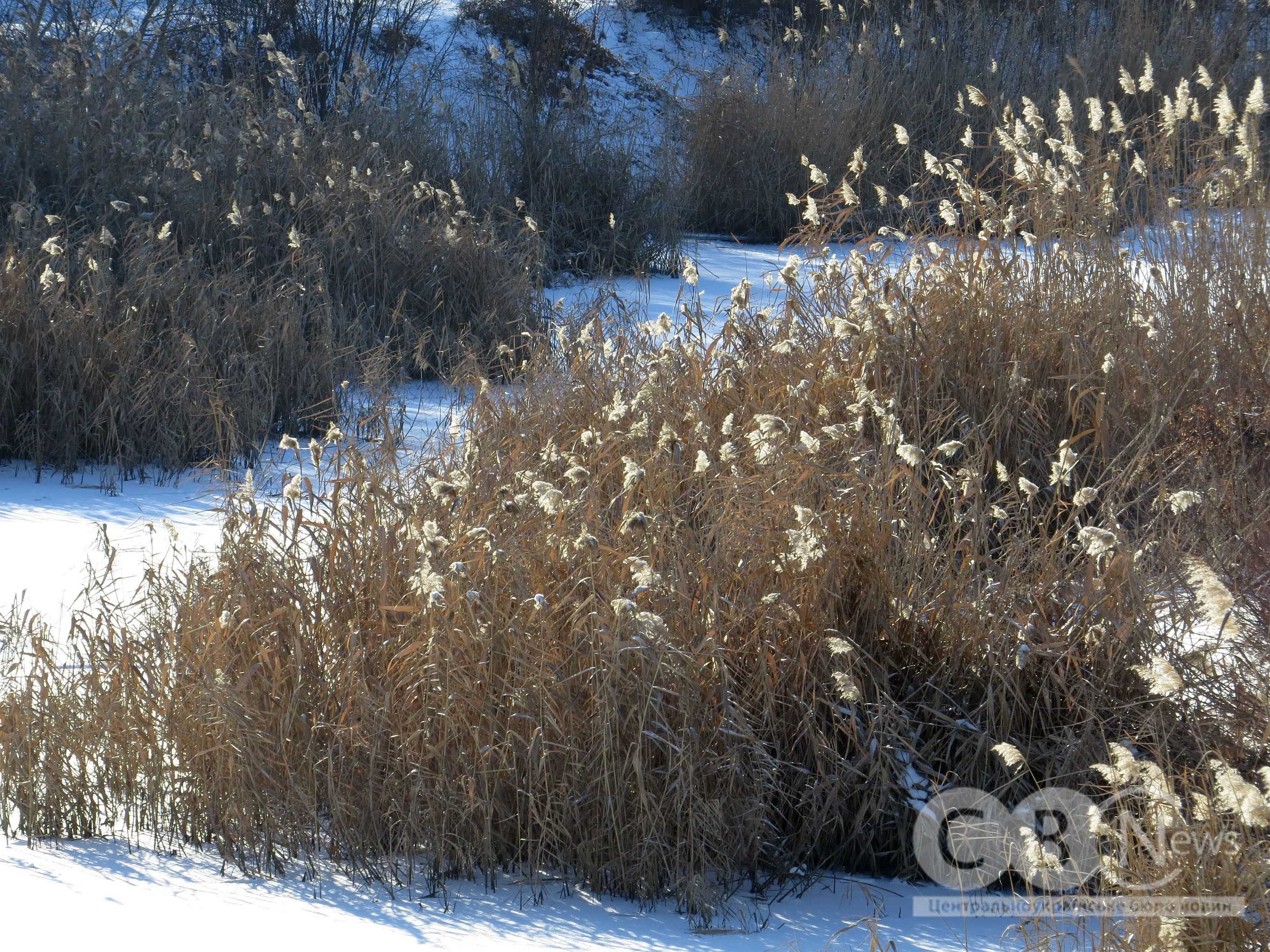 Кропивницький розпочав рік бігом і прогулянками з собаками
