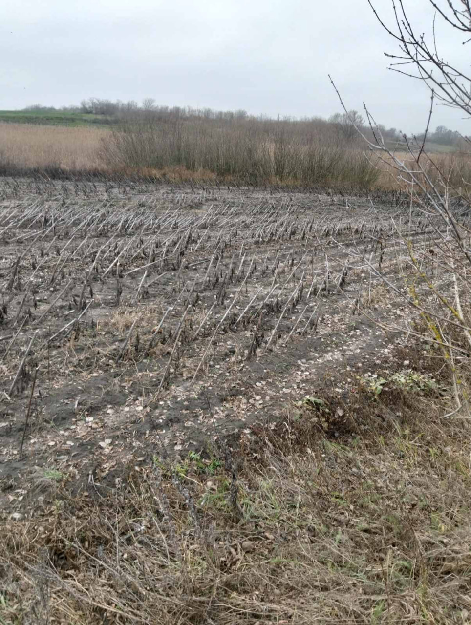 Прибережну смугу розорали у Новомиргородській громаді: шкода - понад 300 тис. грн