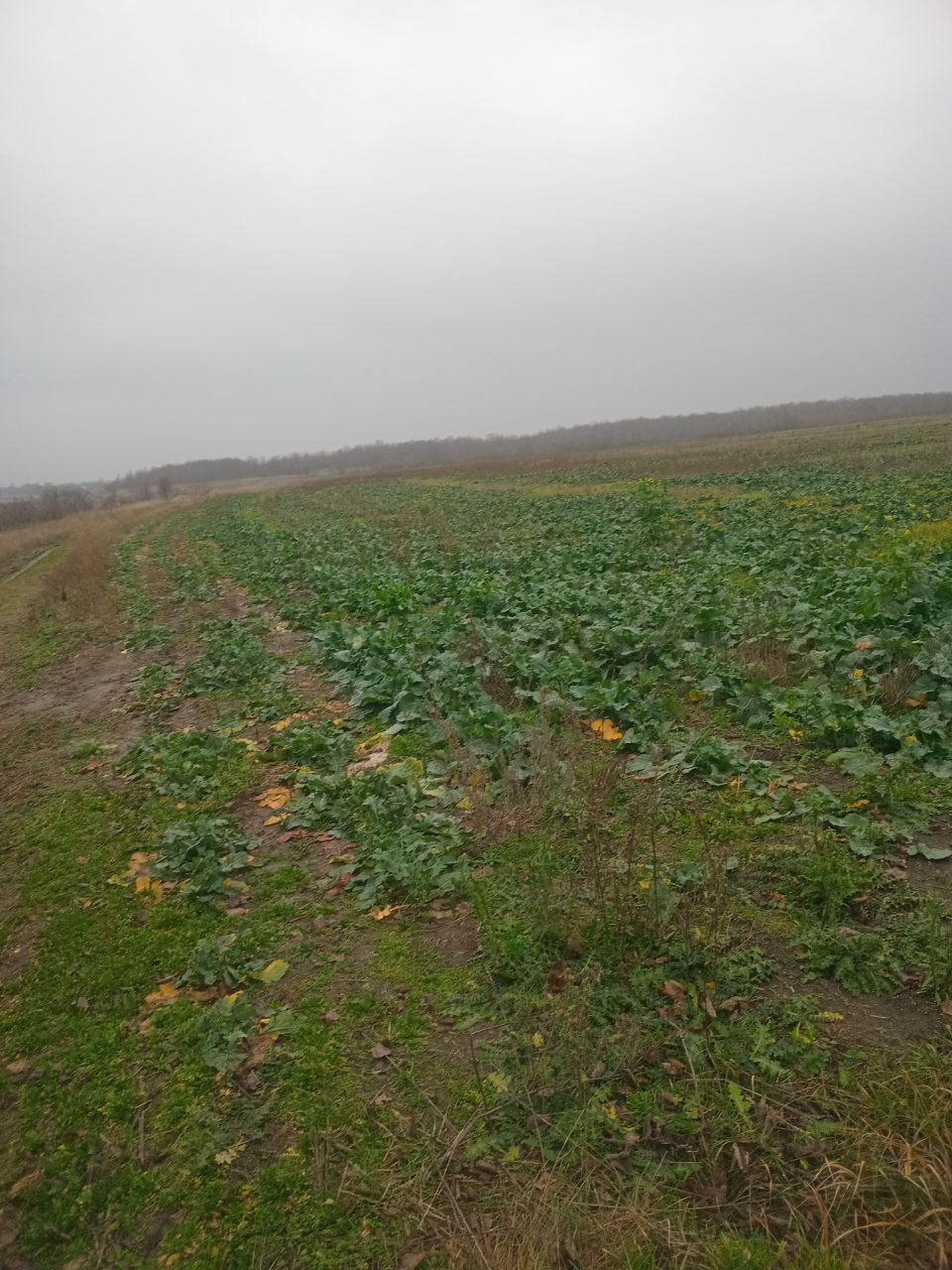 Прибережну смугу розорали у Новомиргородській громаді: шкода - понад 300 тис. грн