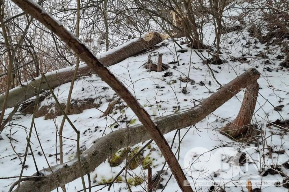 Неподалік Кропивницького завелися бобри