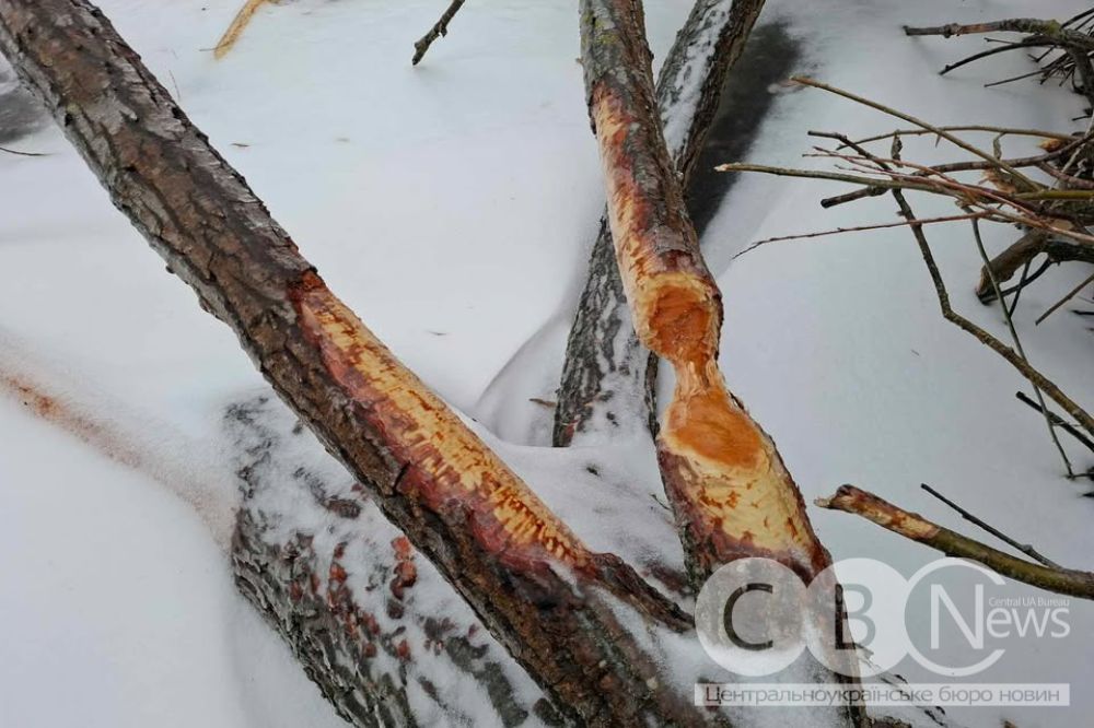 Неподалік Кропивницького завелися бобри