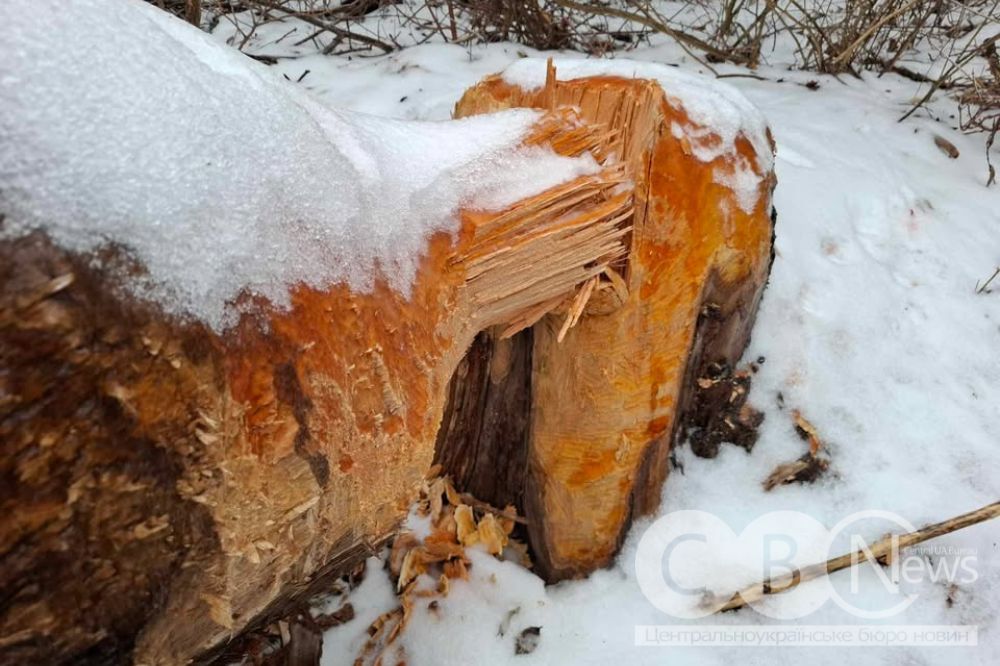 Неподалік Кропивницького завелися бобри