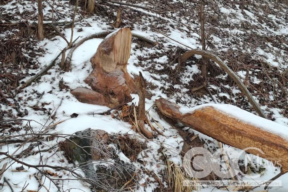 Неподалік Кропивницького завелися бобри