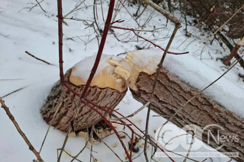Неподалік Кропивницького завелися бобри