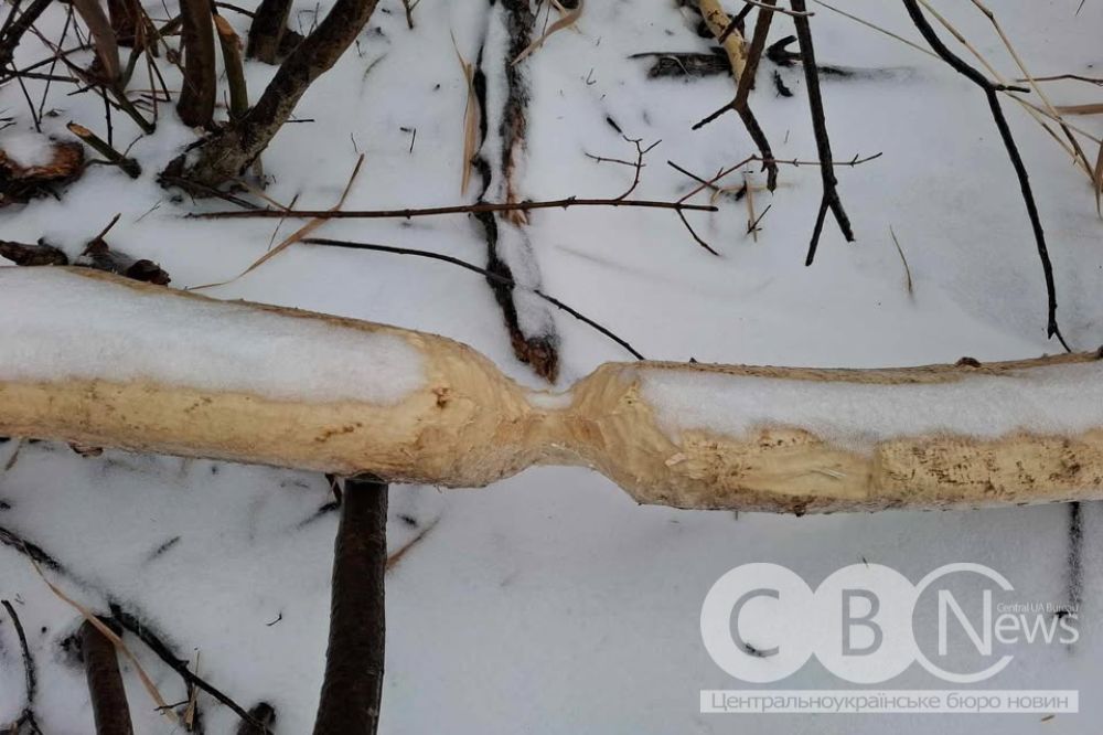 Неподалік Кропивницького завелися бобри