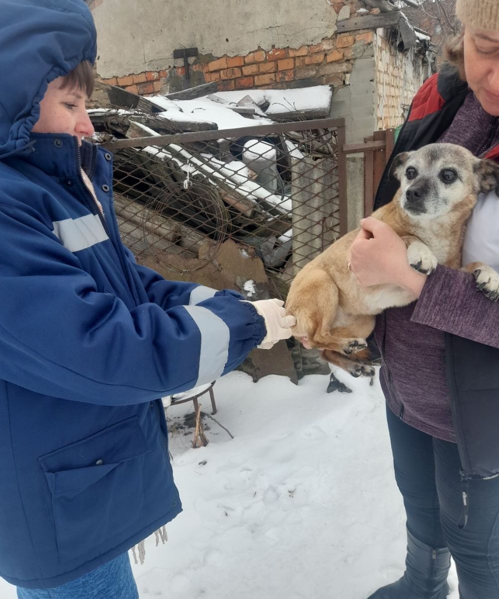 З початку року на Кіровоградщині підтвердили 5 випадків сказу тварин