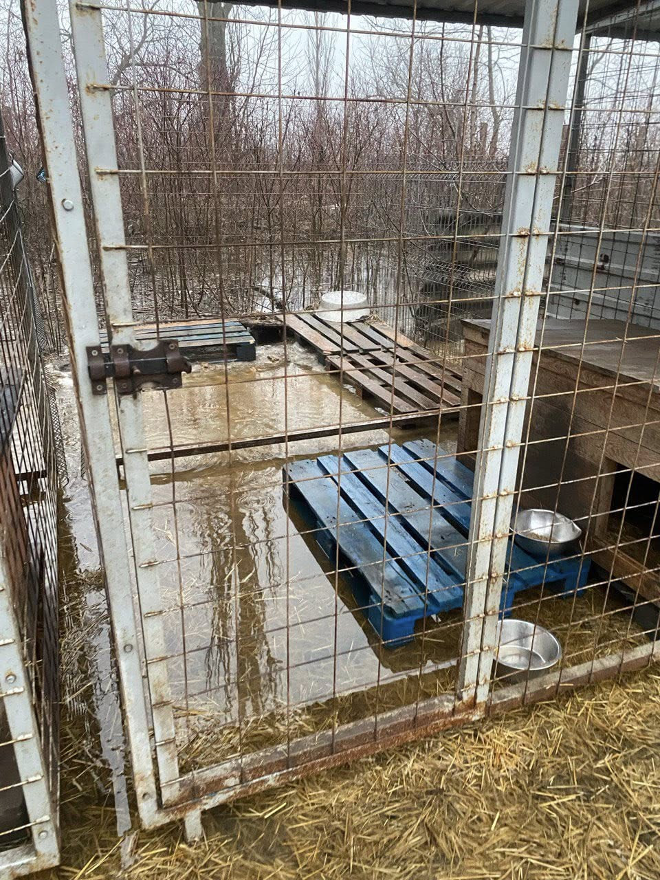 Через негоду в Кропивницькому затопило притулок для тварин