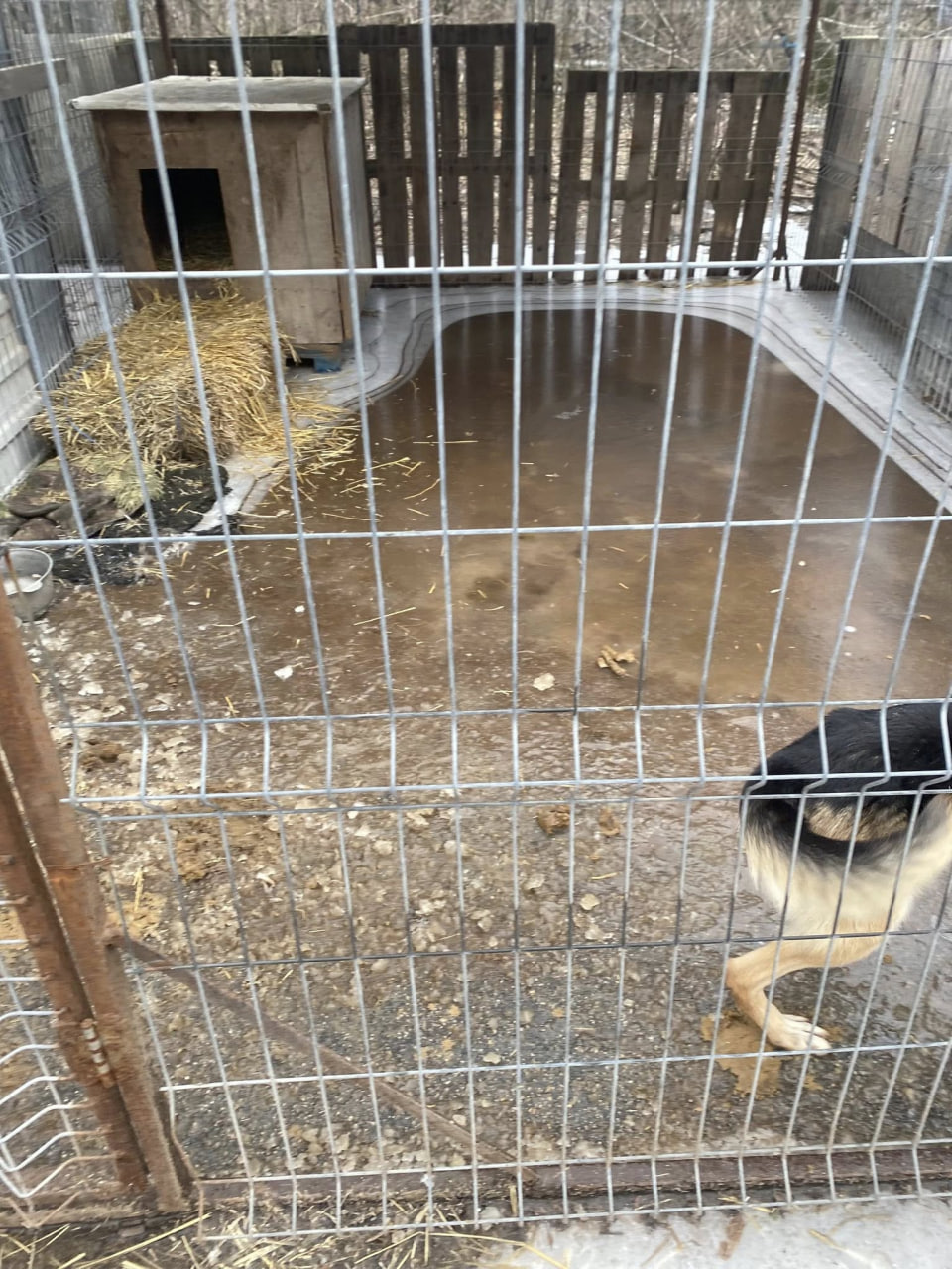 Після підтоплення ситуація у притулку &laquo;Щасливий пес&raquo; у Кропивницькому стабілізувалася