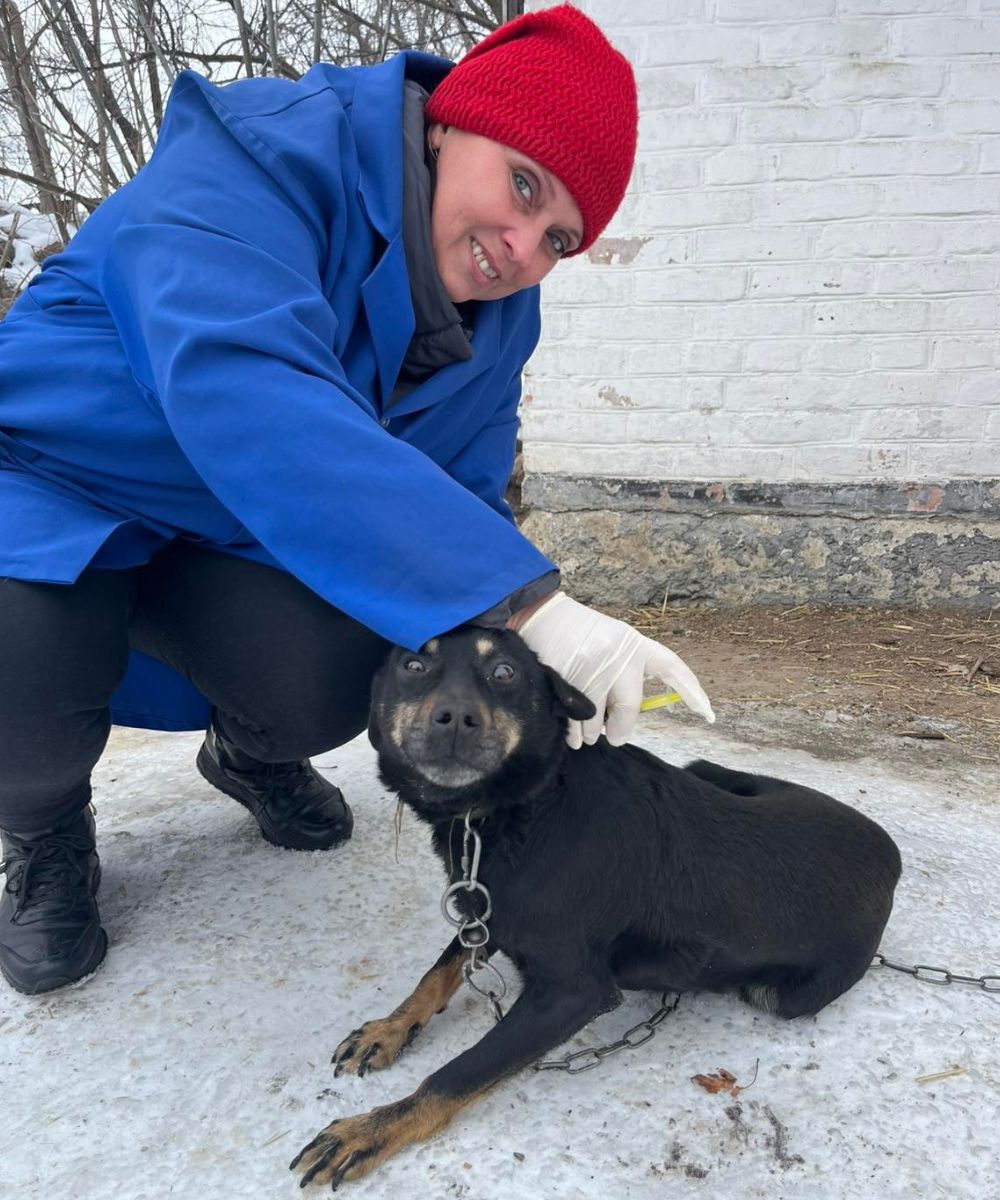 З початку року на Кіровоградщині підтвердили 5 випадків сказу тварин