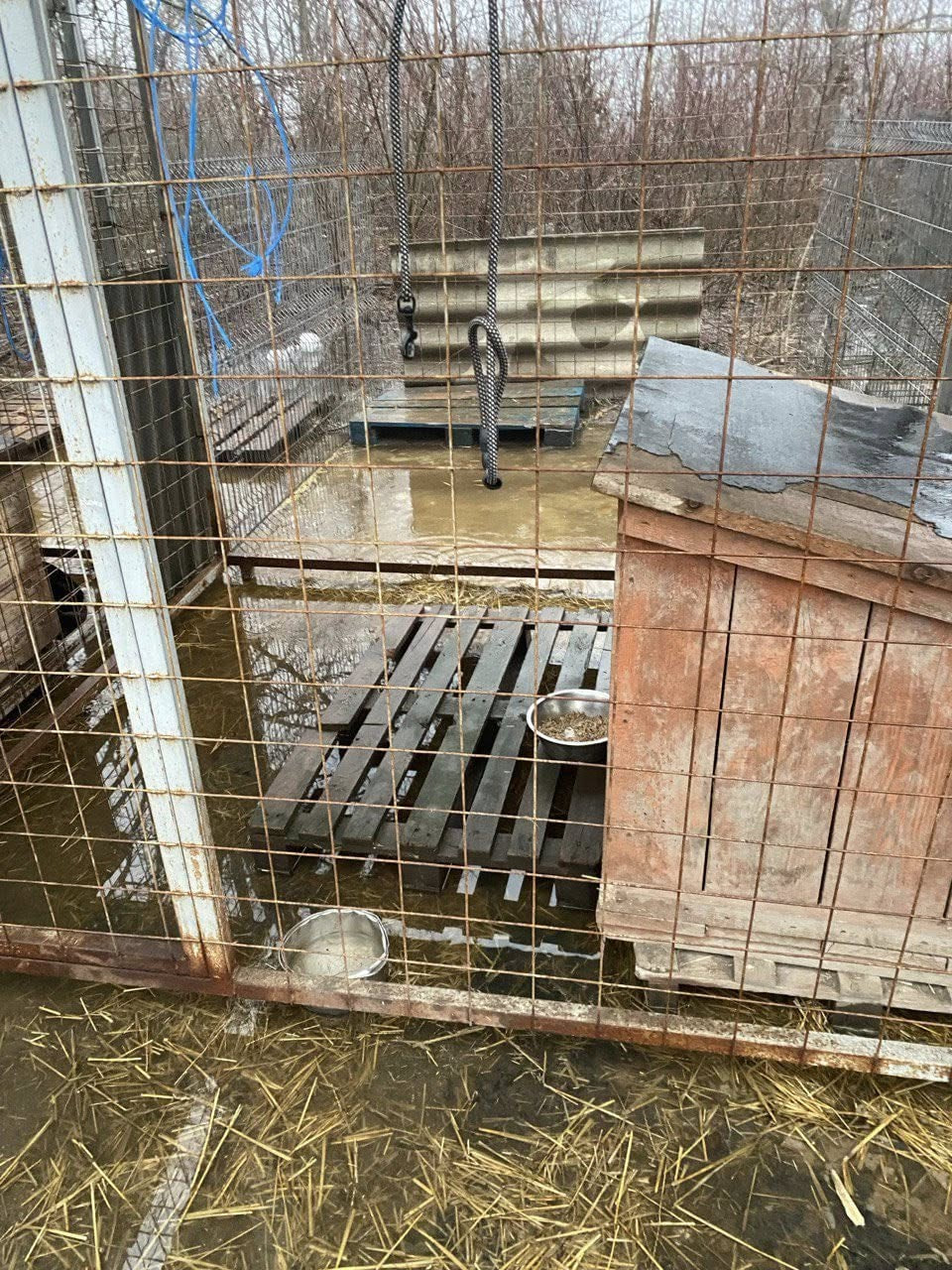 Через негоду в Кропивницькому затопило притулок для тварин