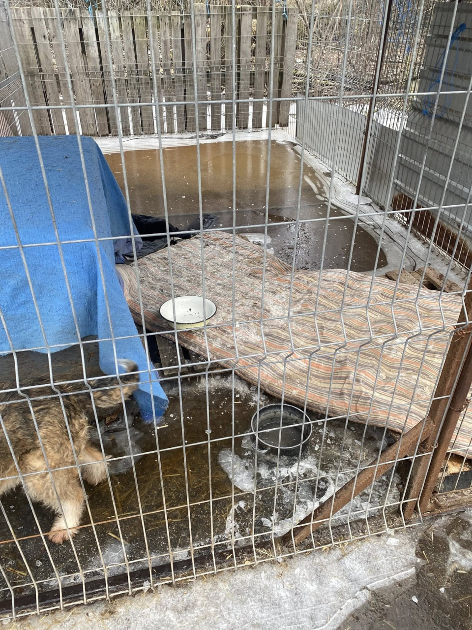 Після підтоплення ситуація у притулку &laquo;Щасливий пес&raquo; у Кропивницькому стабілізувалася
