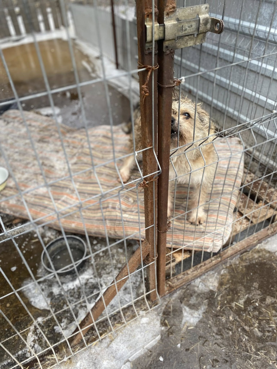 Після підтоплення ситуація у притулку &laquo;Щасливий пес&raquo; у Кропивницькому стабілізувалася