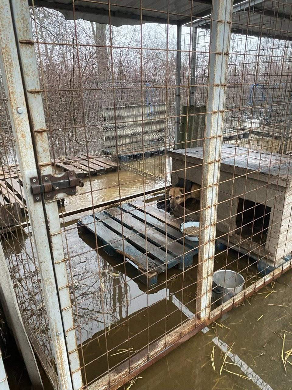 Через негоду в Кропивницькому затопило притулок для тварин