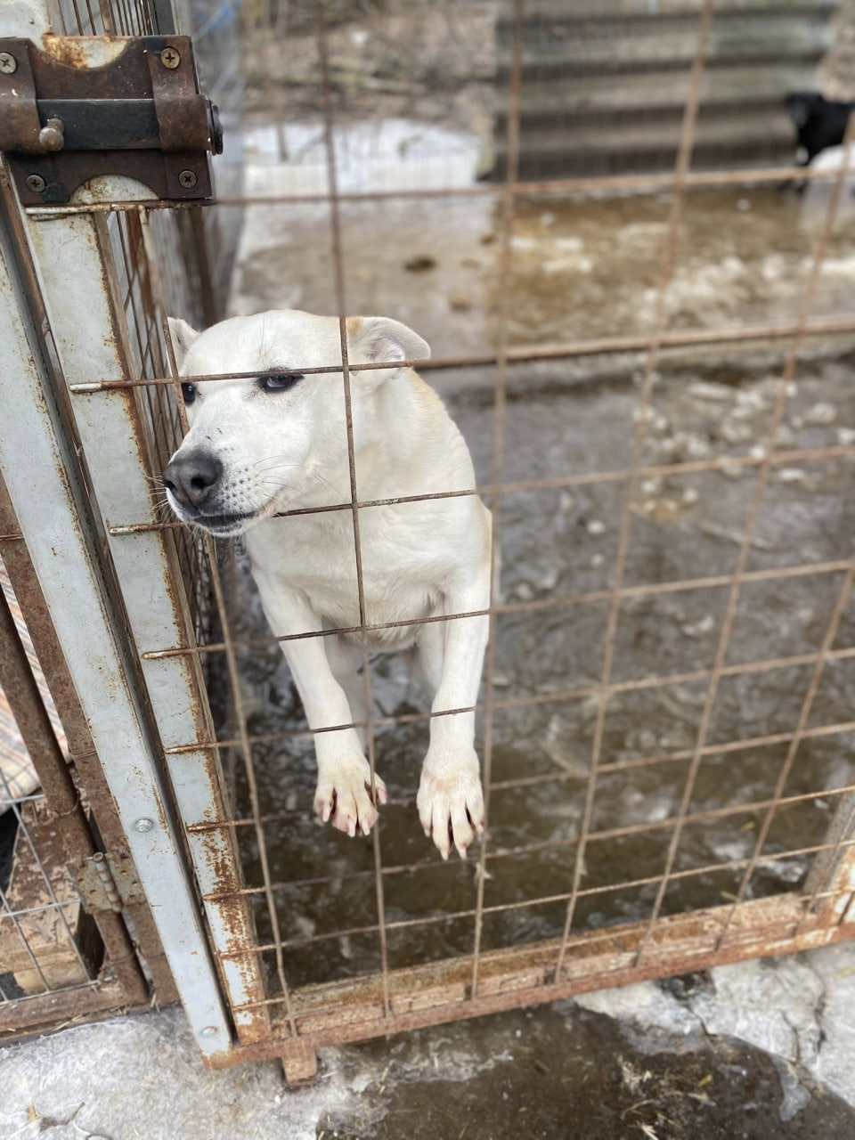Після підтоплення ситуація у притулку «Щасливий пес» у Кропивницькому стабілізувалася