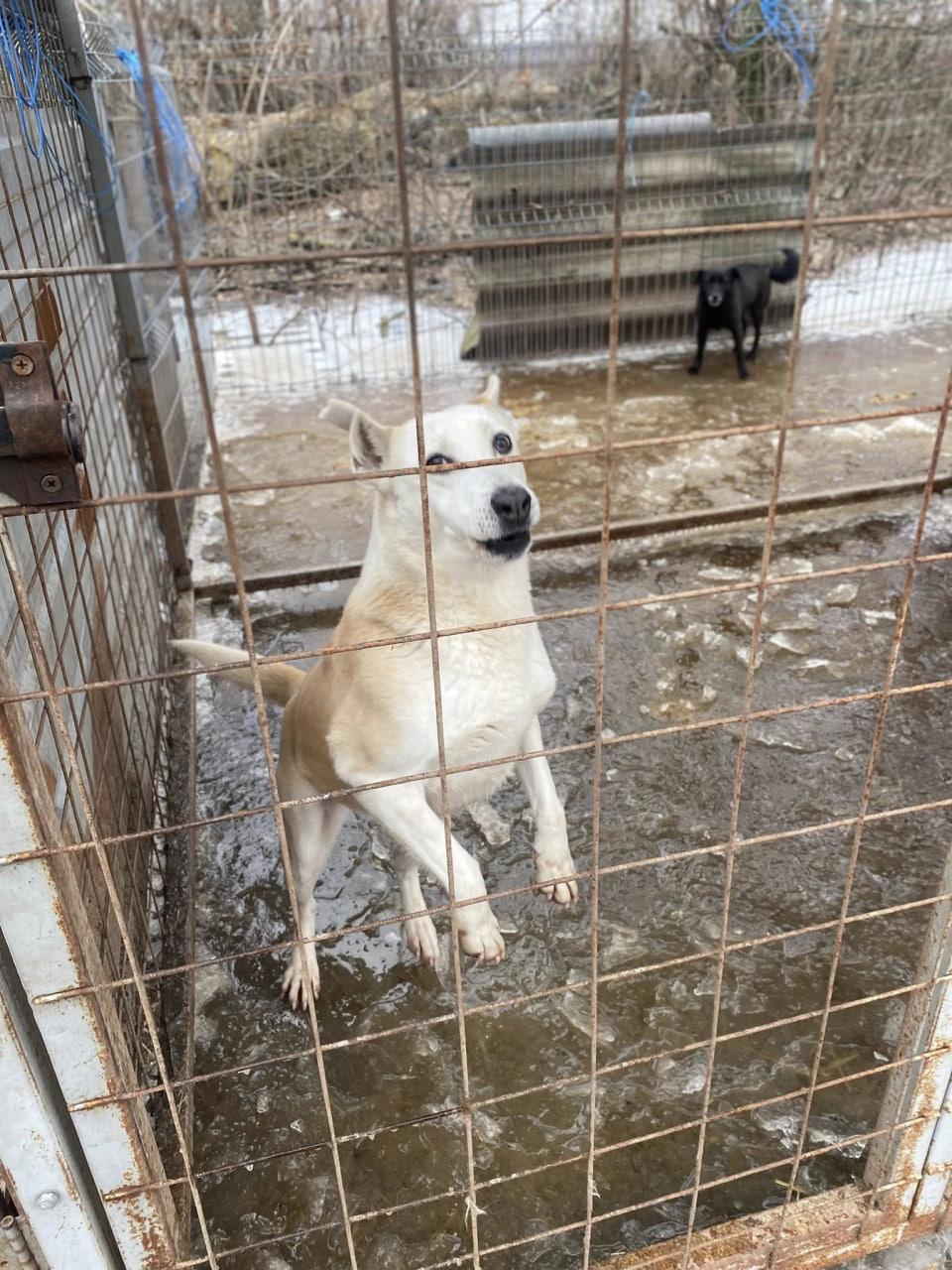 Після підтоплення ситуація у притулку &laquo;Щасливий пес&raquo; у Кропивницькому стабілізувалася