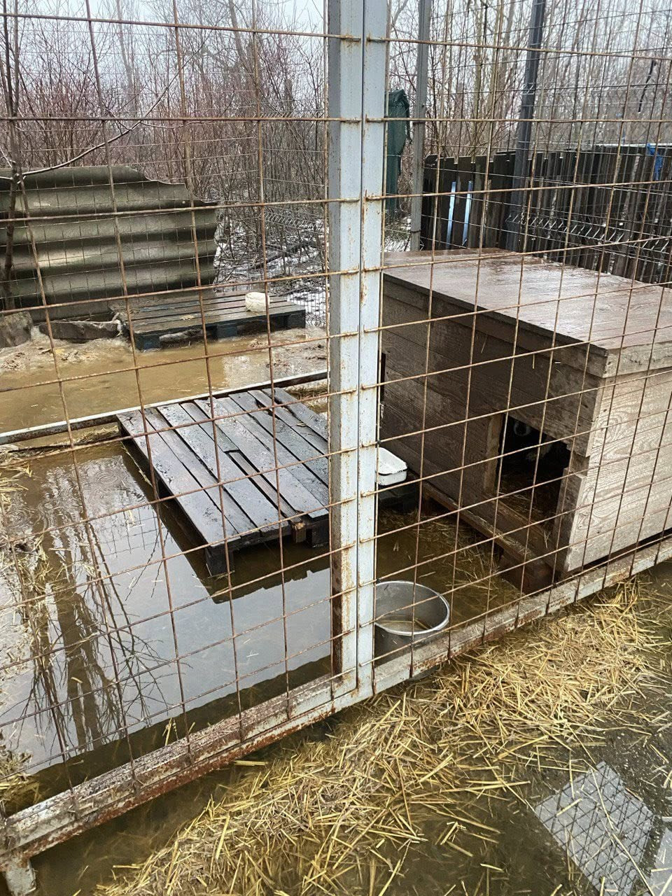Через негоду в Кропивницькому затопило притулок для тварин