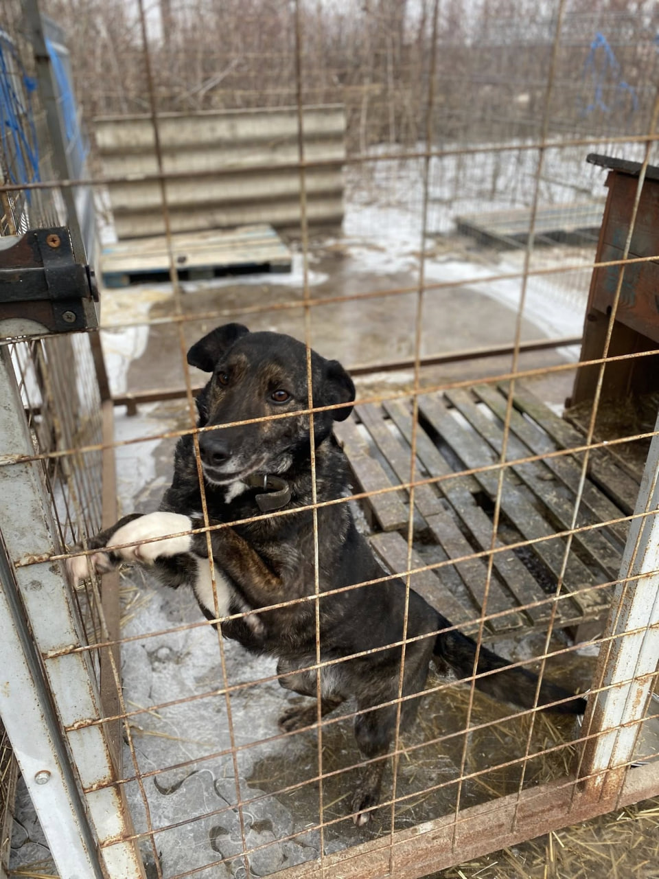 Після підтоплення ситуація у притулку &laquo;Щасливий пес&raquo; у Кропивницькому стабілізувалася