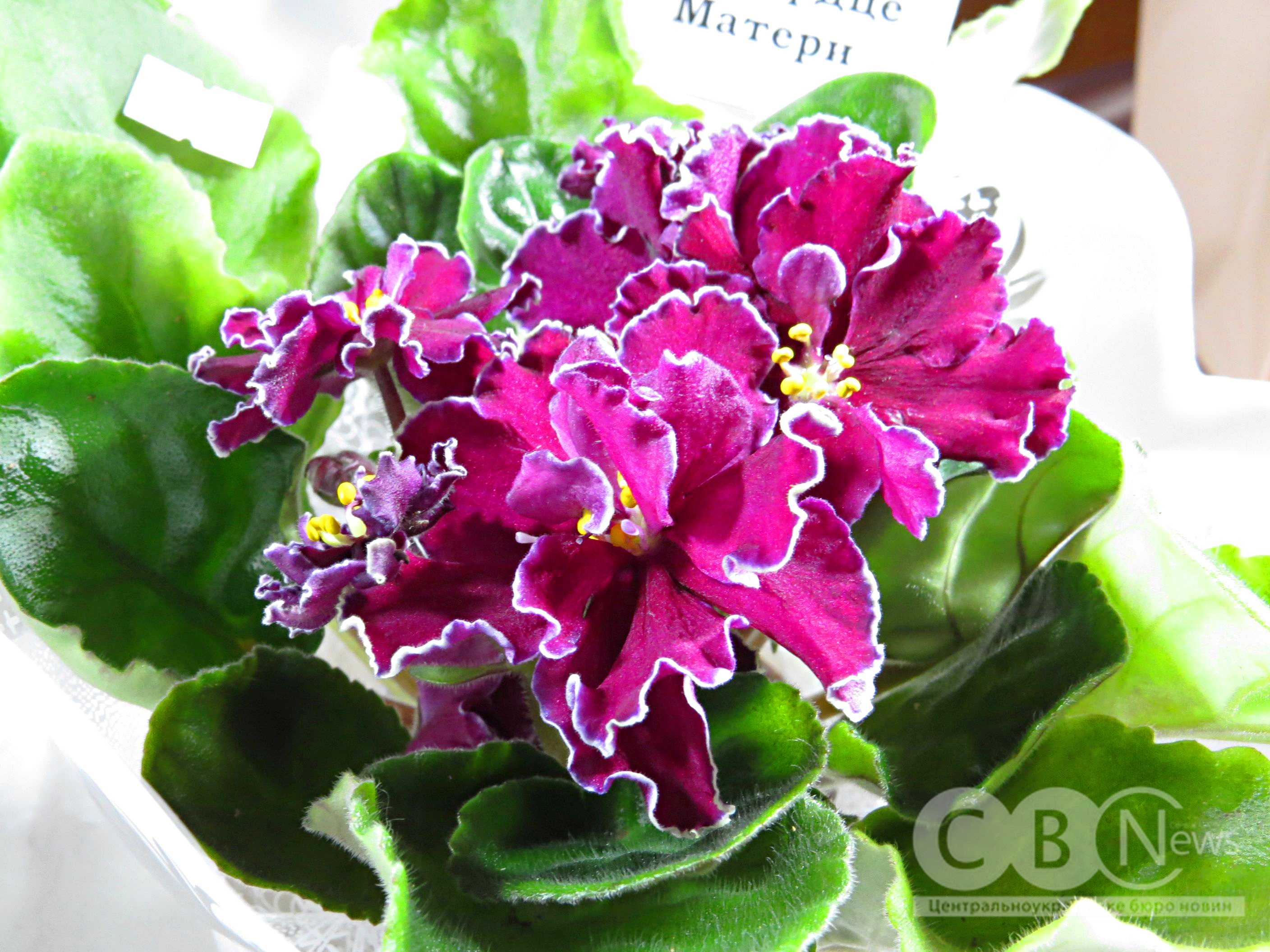 Рожеву фіалку представили на виставці в краєзнавчому музеї у Кропивницькому