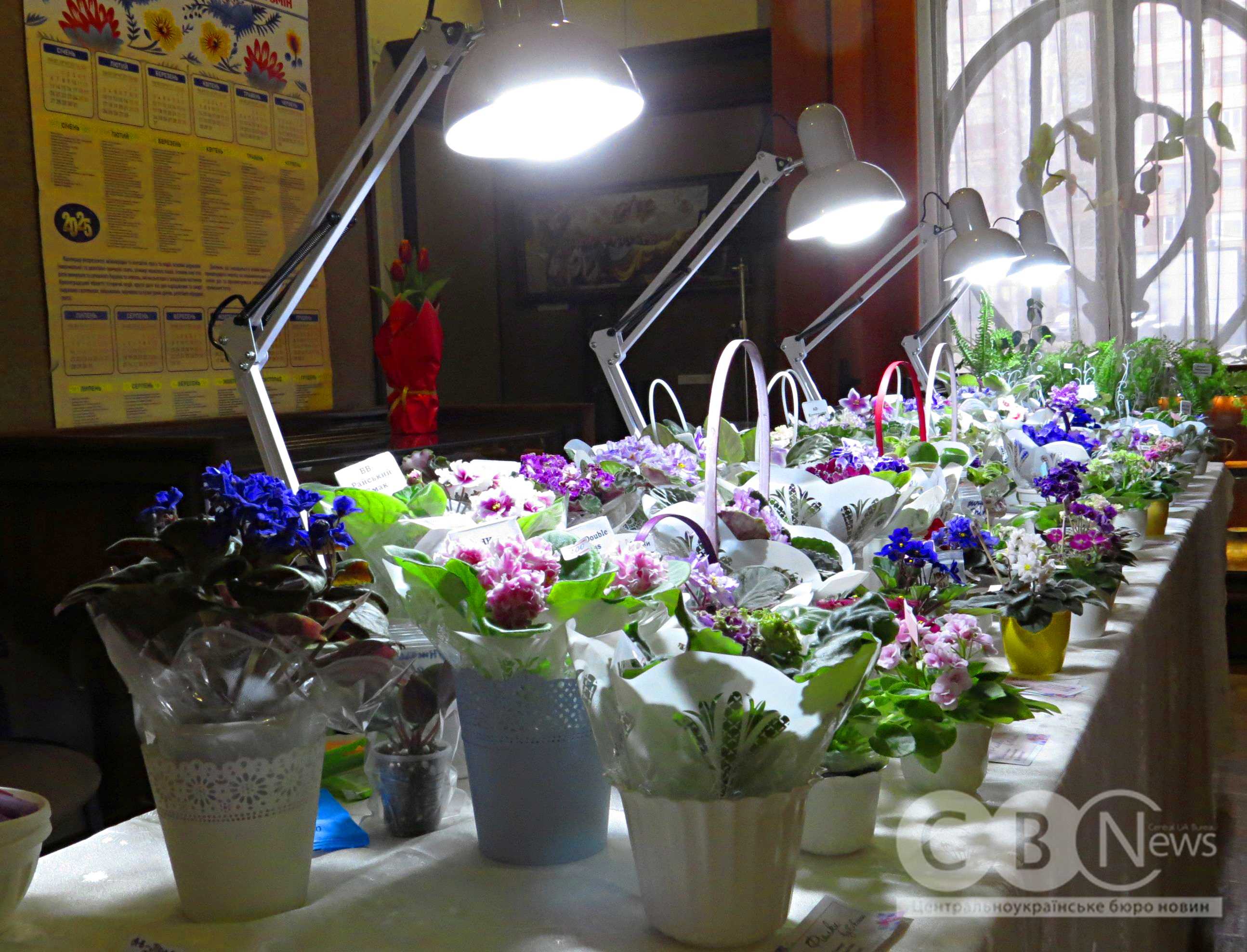 Фіалки різних сортів експонуються в краєзнавчому музеї у Кропивницькому