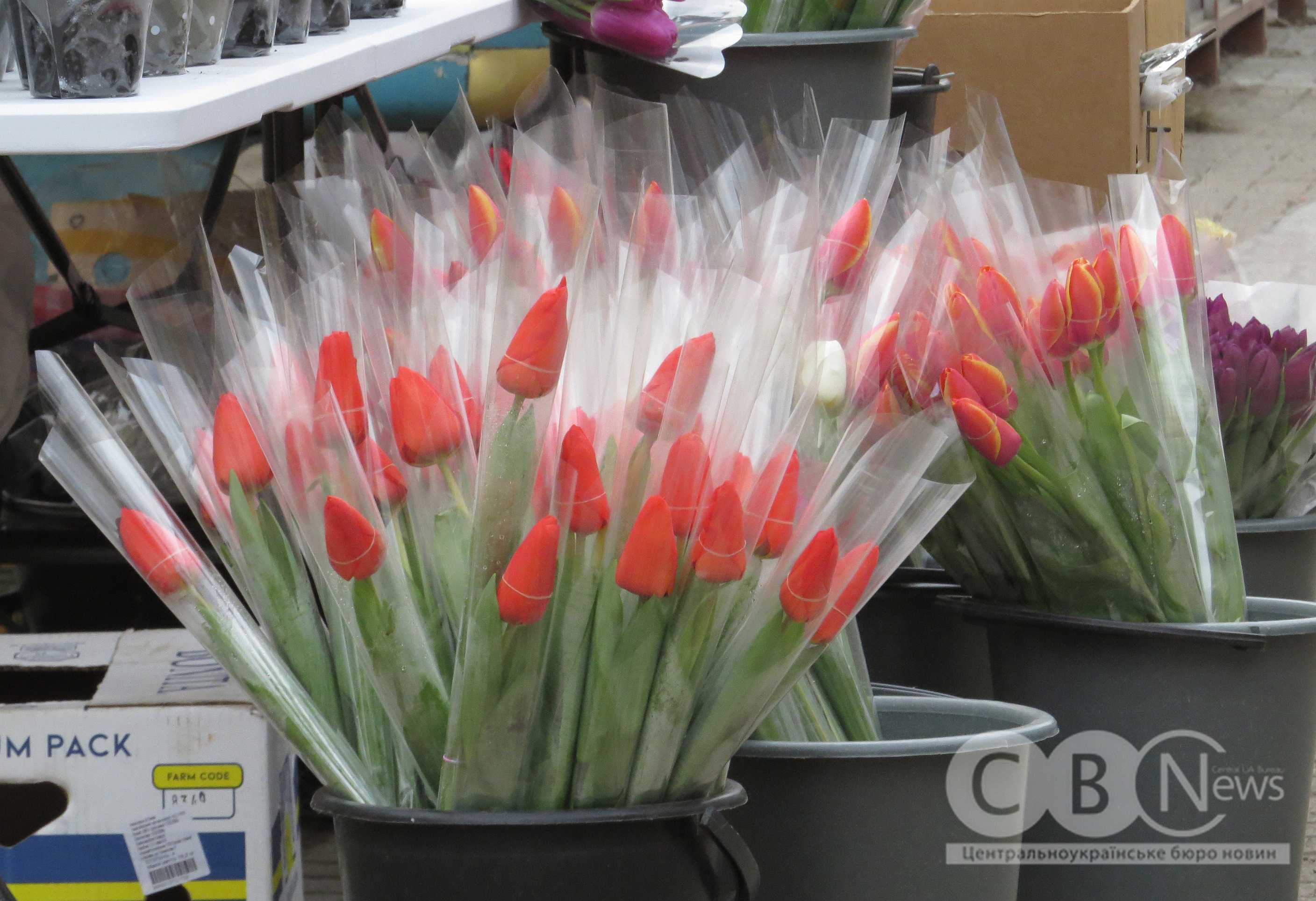 Тюльпани продають у середмісті Кропивницького