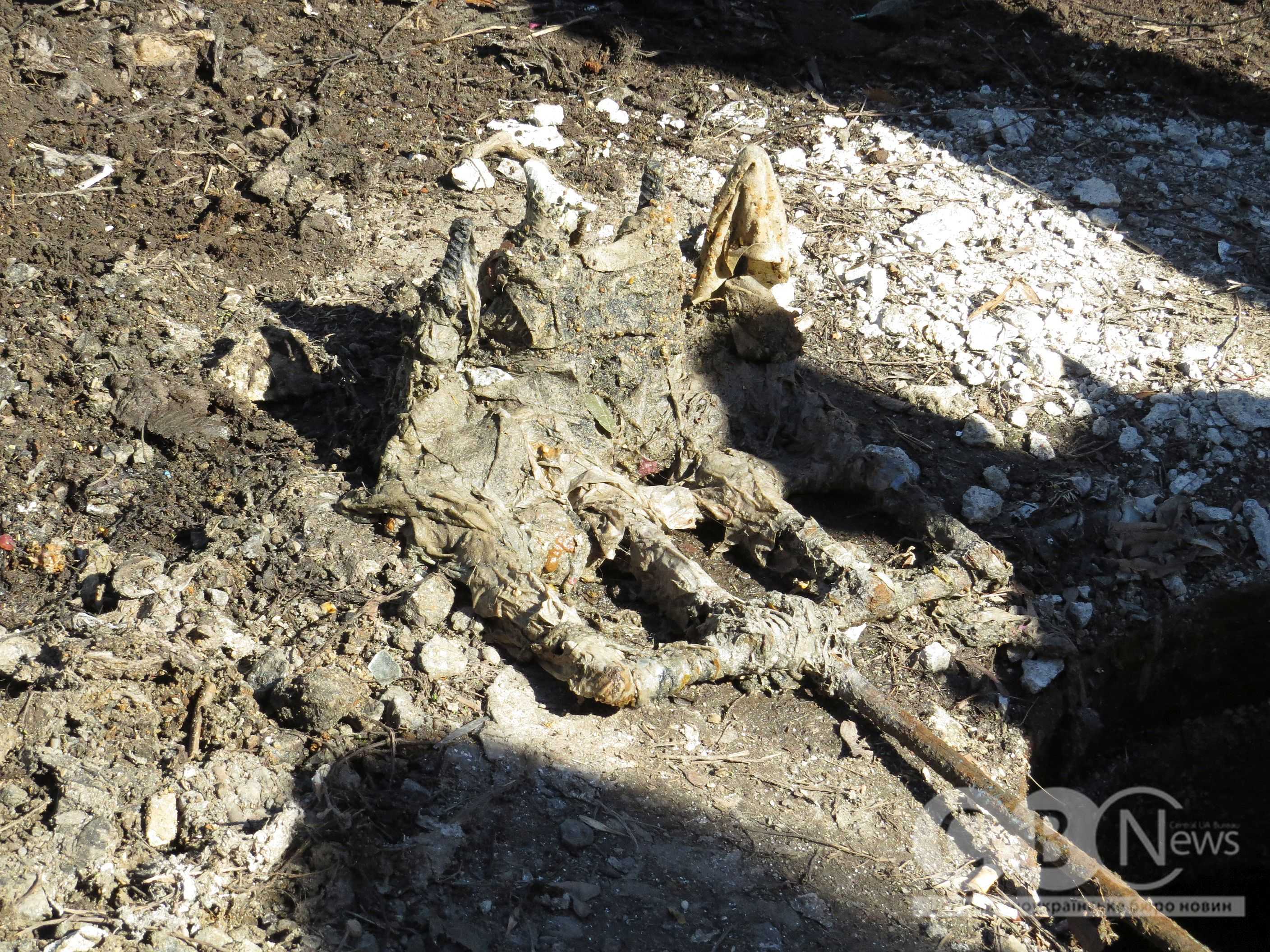 Пастка зі сміттям, яке забило каналізацію по вулиці Героїв України в Кропивницькому