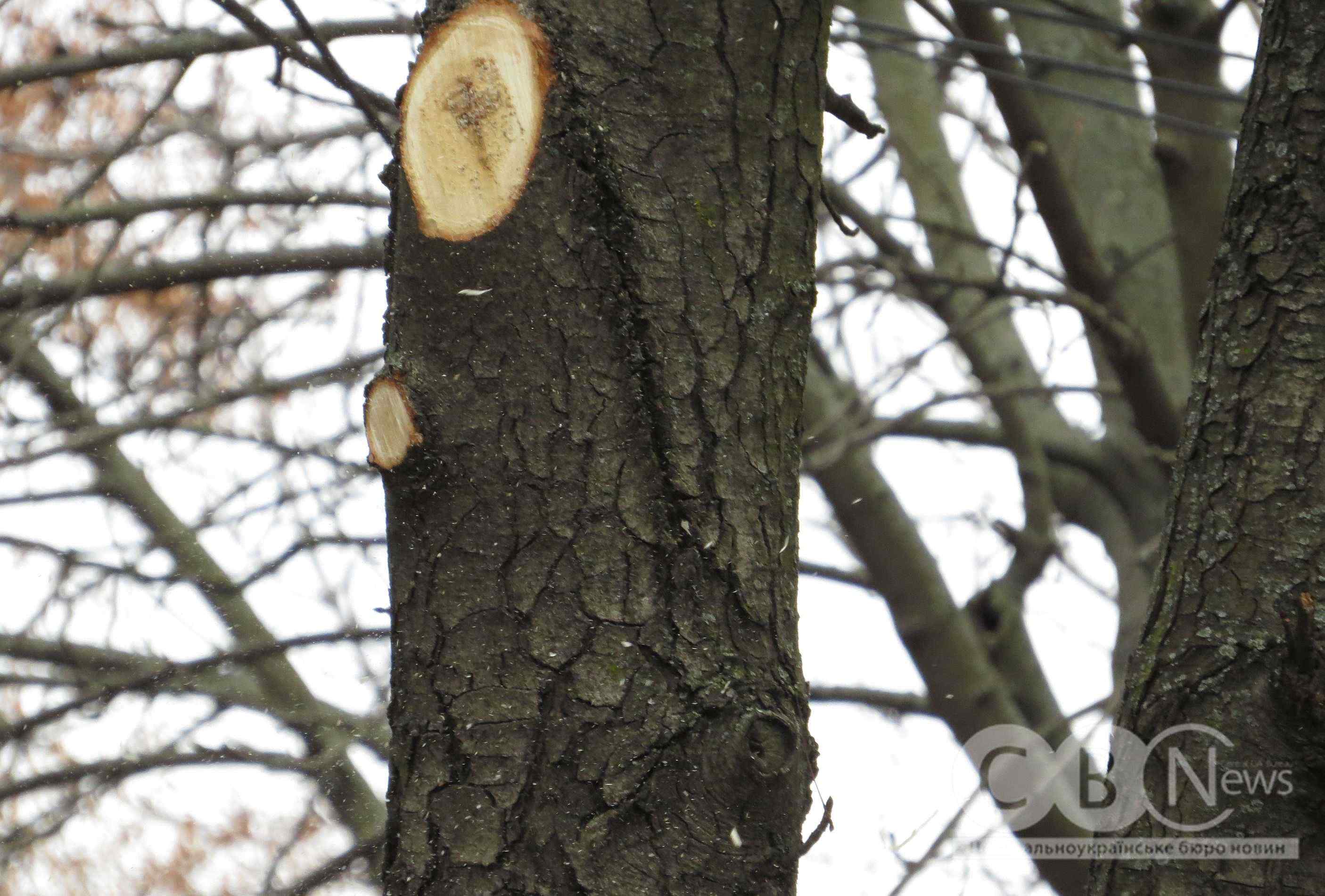 На Студентському бульварі у Кропивницькому обрізають дерева