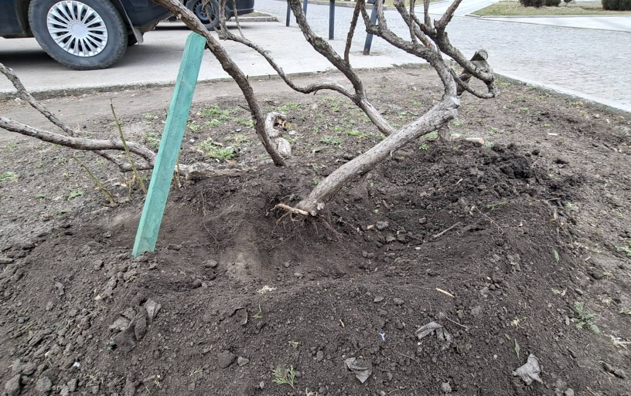 Дерево, яке намагалися викопати