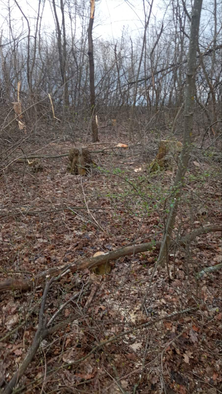 Спиляні дерева