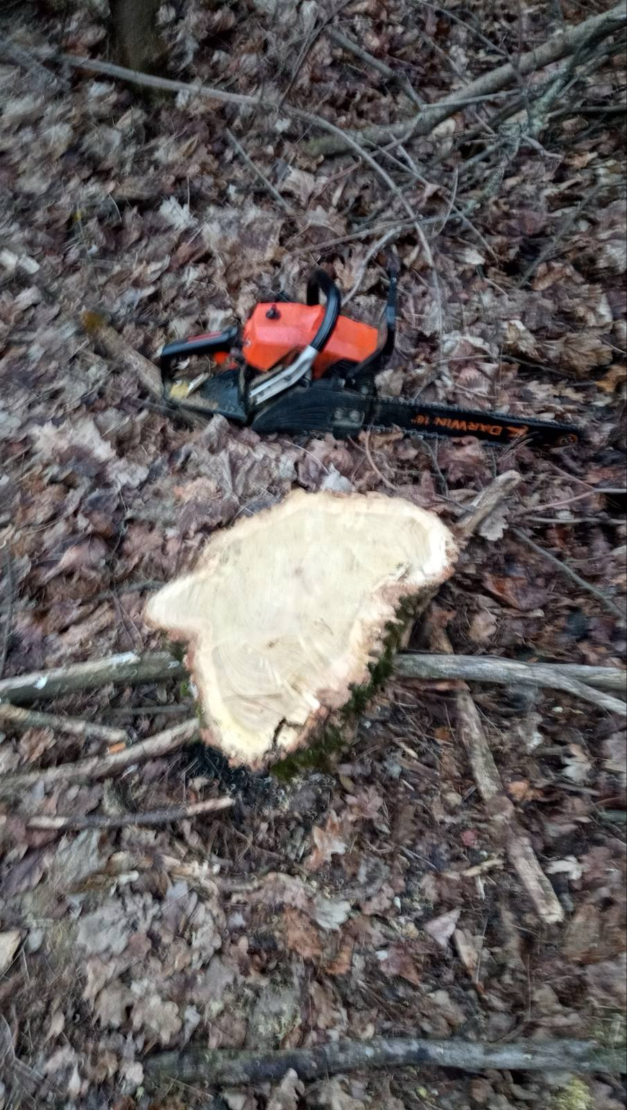 Пень від дерева та пила