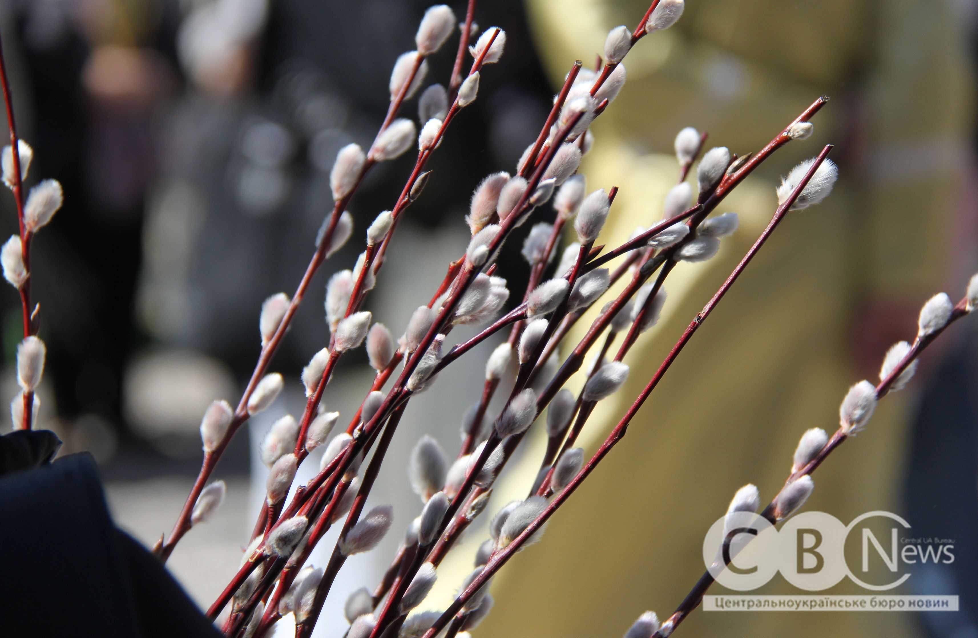 Гілочка верби