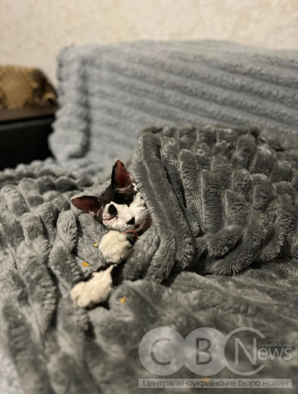 кіт Степан вже перебуває у власниці вдома