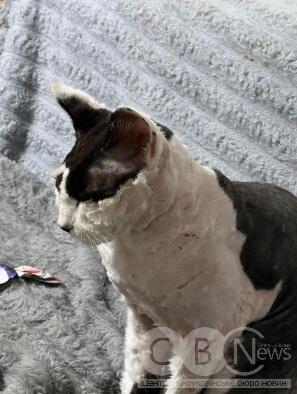 Пострижений кіт Степан