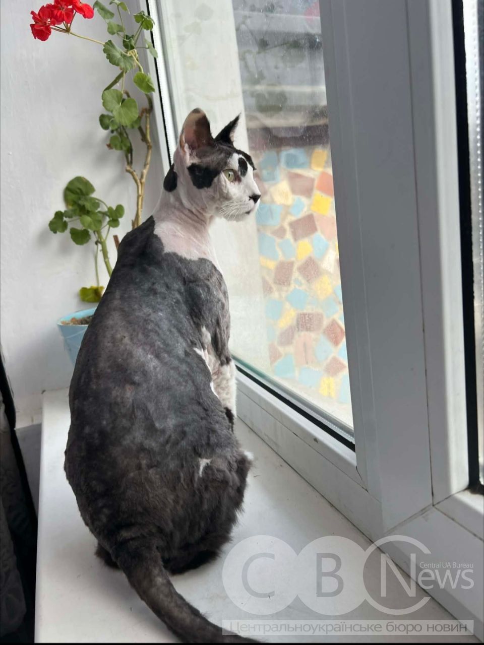 Кіт на підвіконні