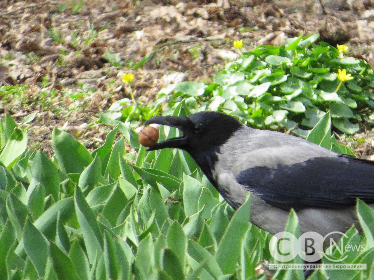 Ворона з горішком