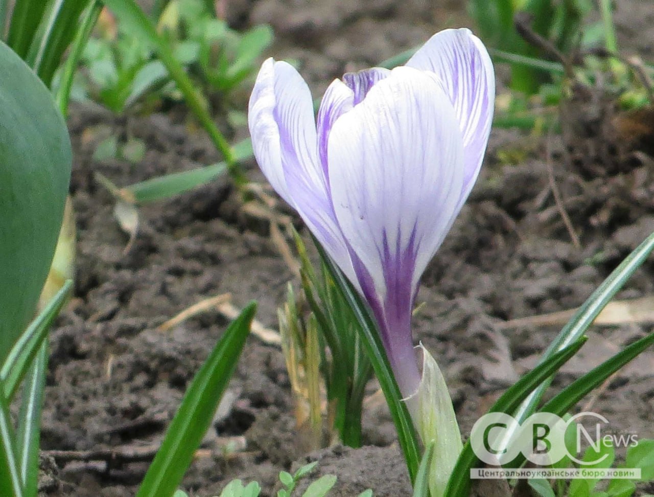 Крокуси на клумбі