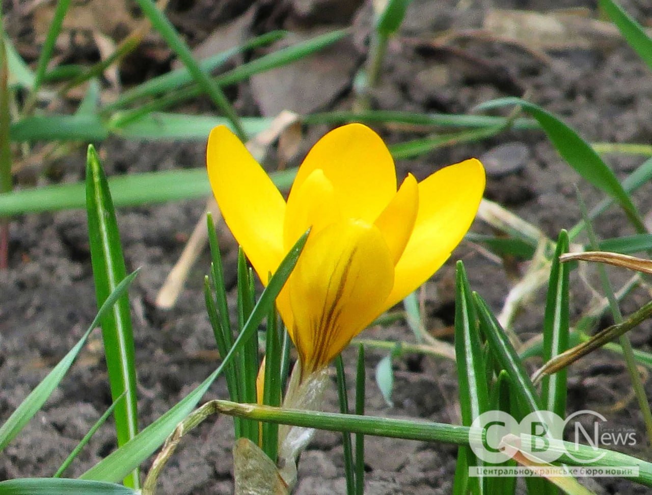 Крокуси на клумбі